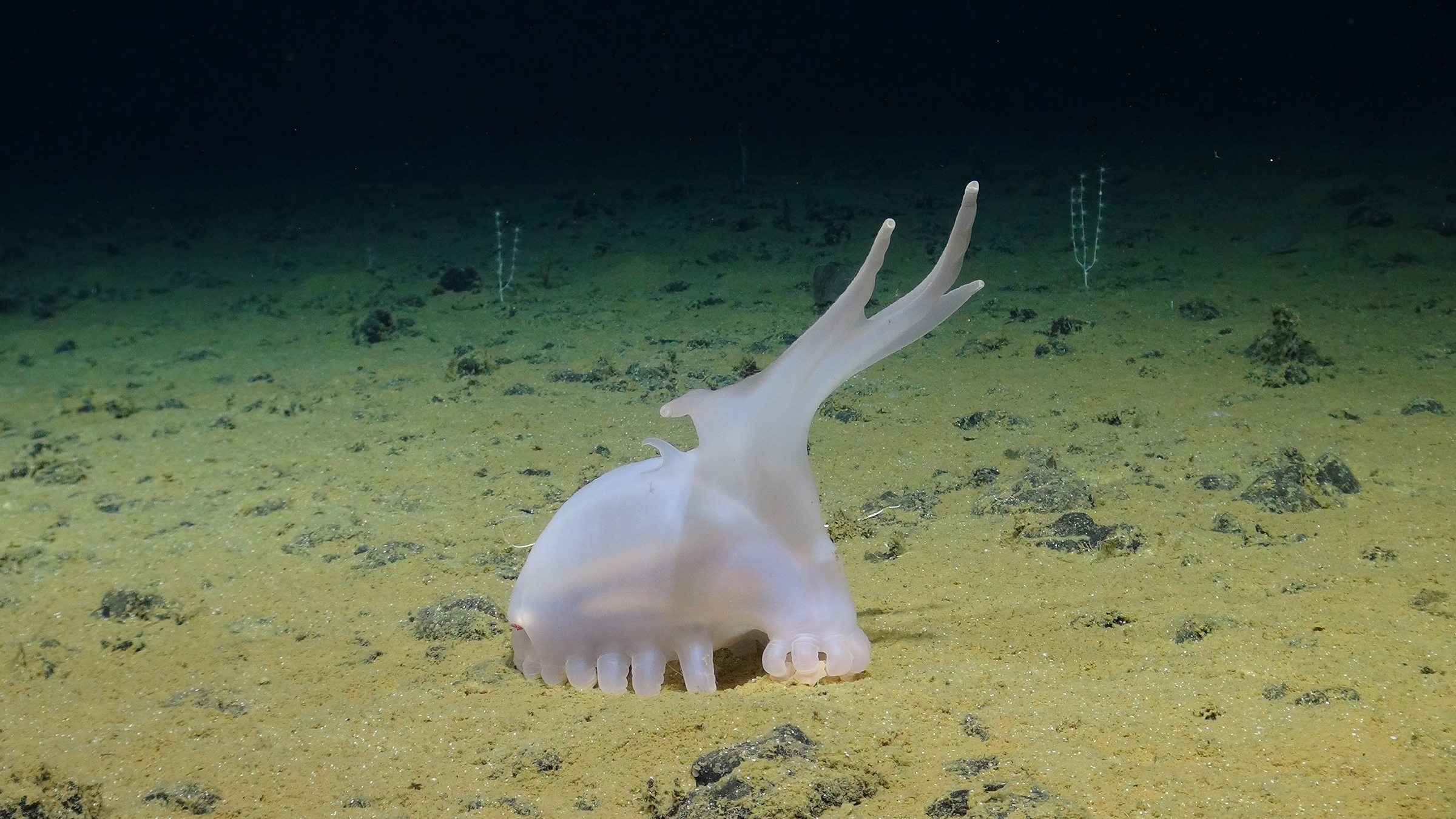 Amperima with coralls SMARTEX NOC NHM