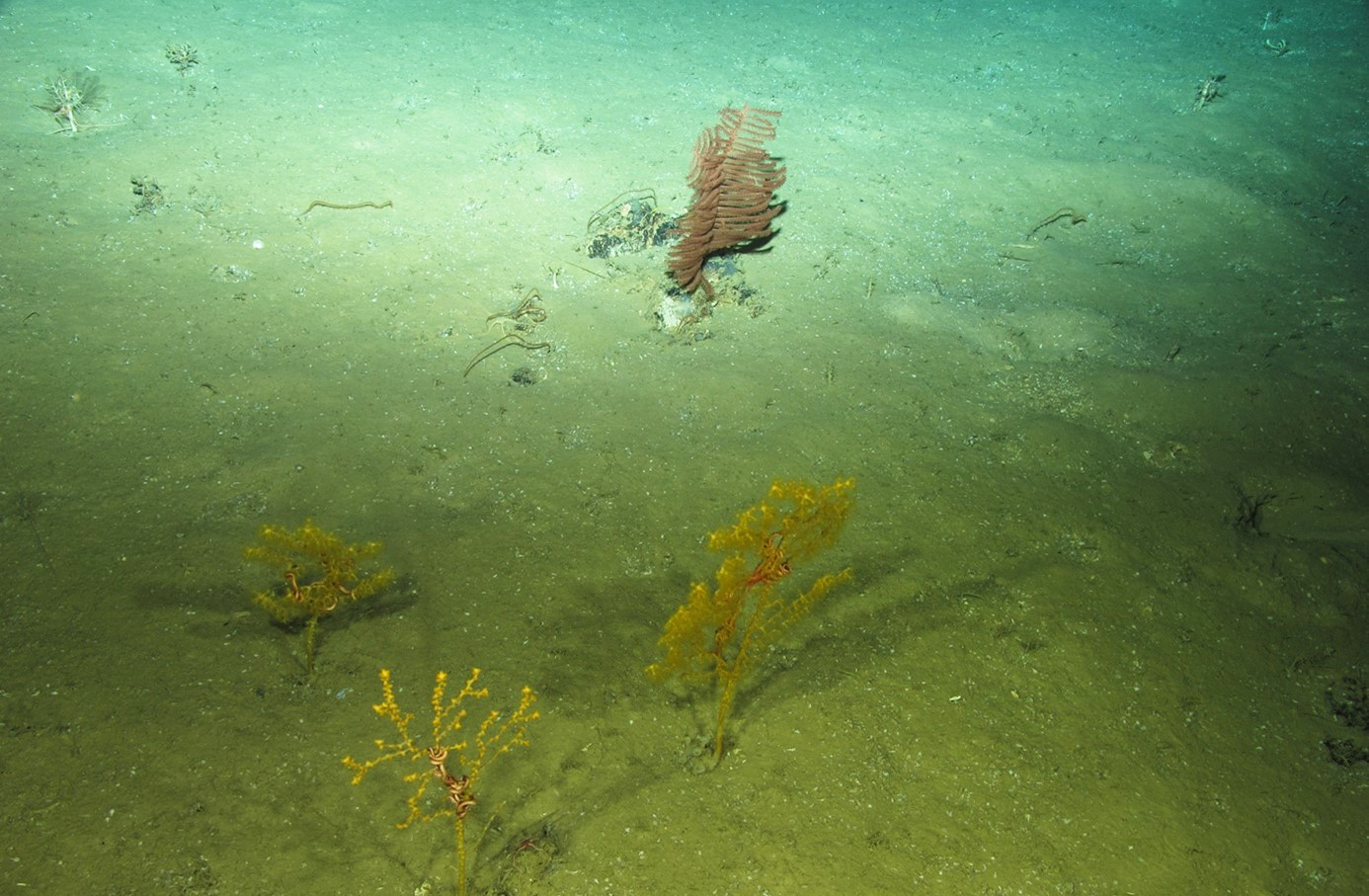 Corals atlantic ocean