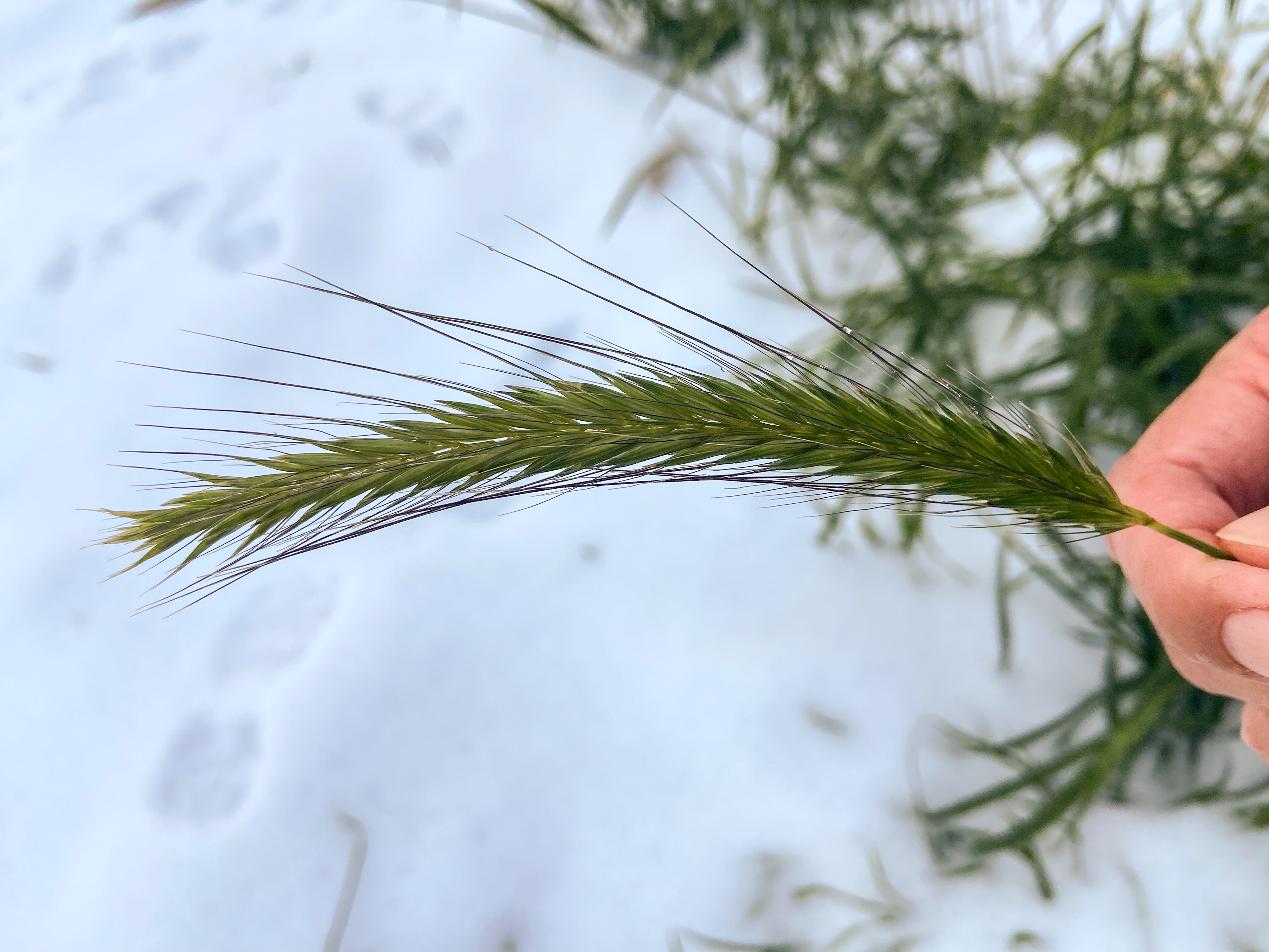 Foto Trine Antonsen 9481