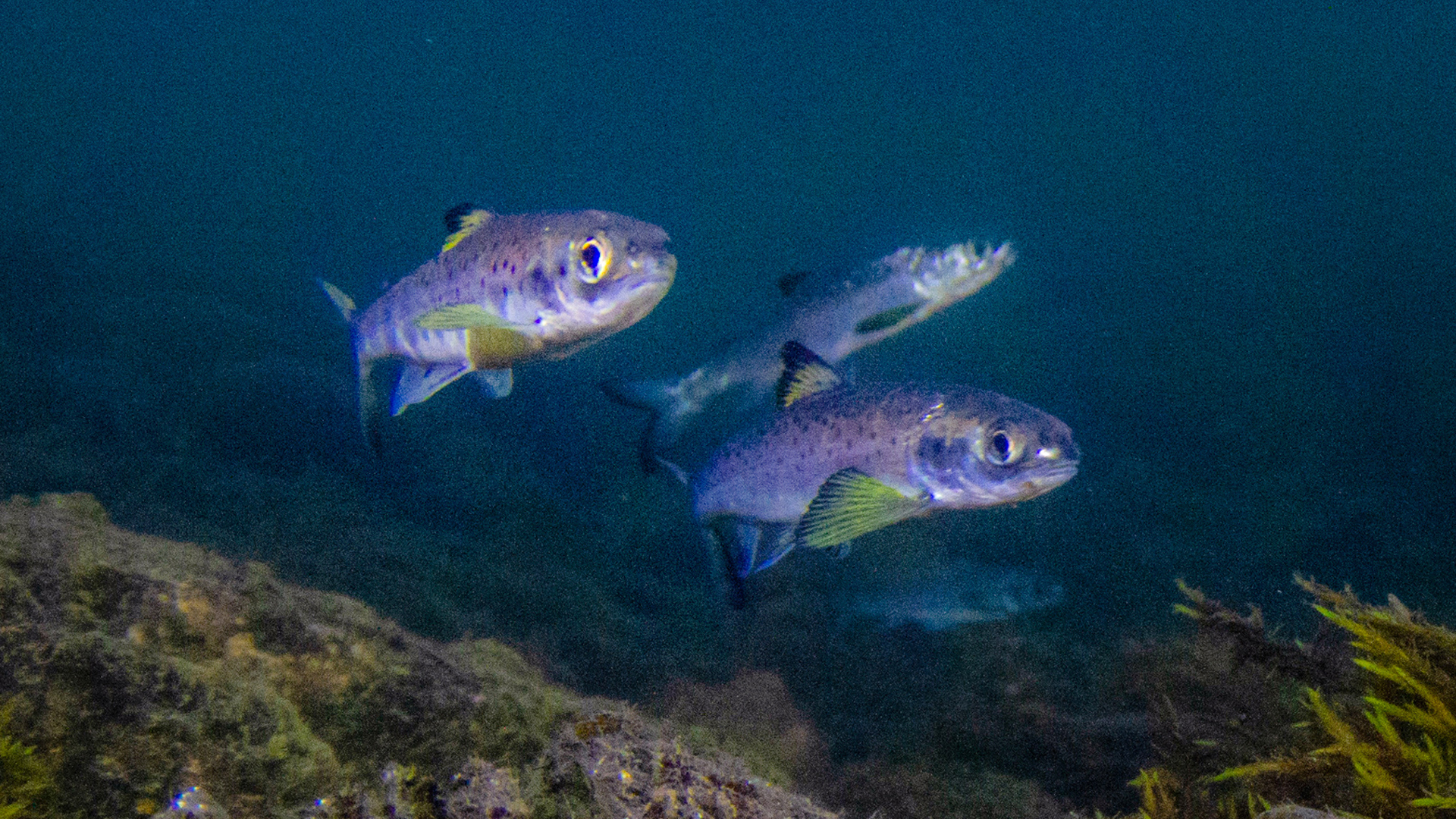 Vosso smolt foto Bjørn Barlaup NORCE LFI web