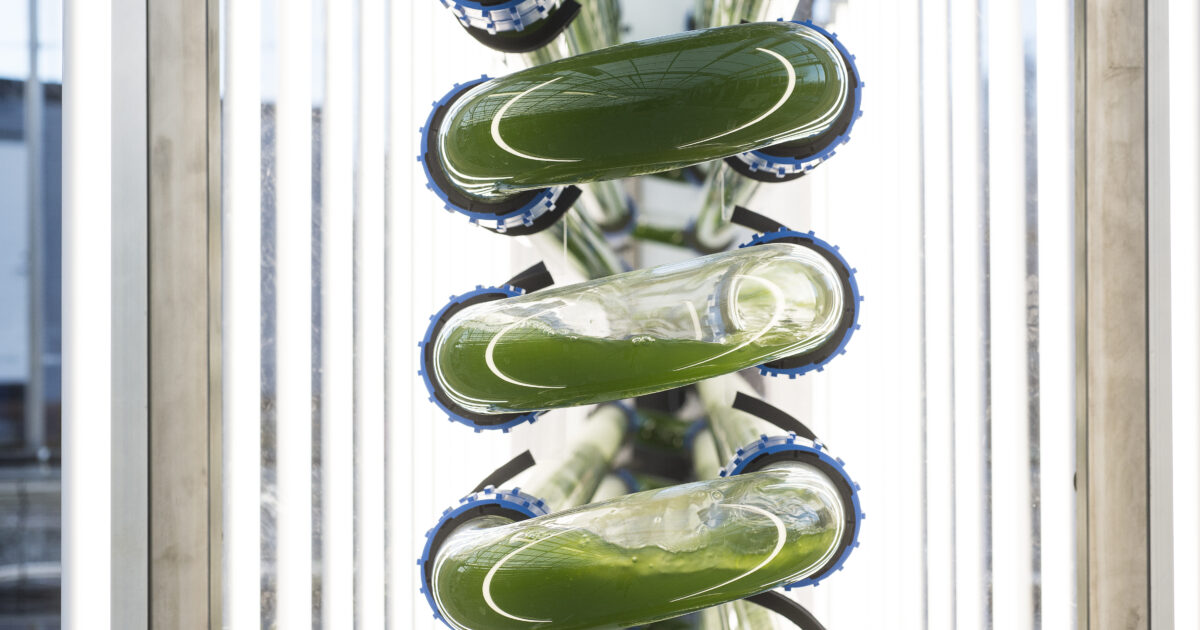 Nordic Algae Symposium logo