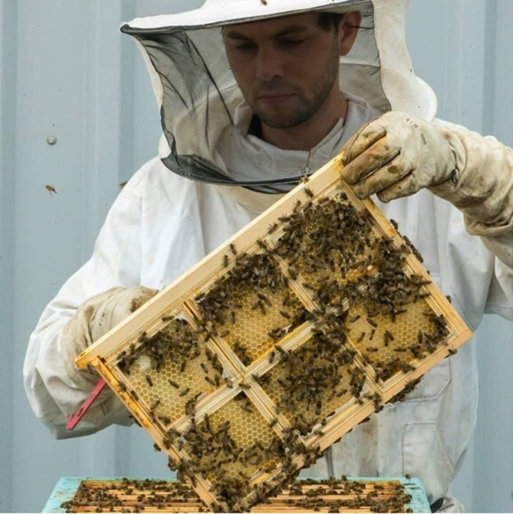 Martin Koch, På taket til Grieghallen i Bergen. Dette er en av plassene Manuel Hempel har bikuber stående., MH1, <p>Martin Koch</p>, Mann i beskyttelsesutstyr holder en ramme med bier og honning.