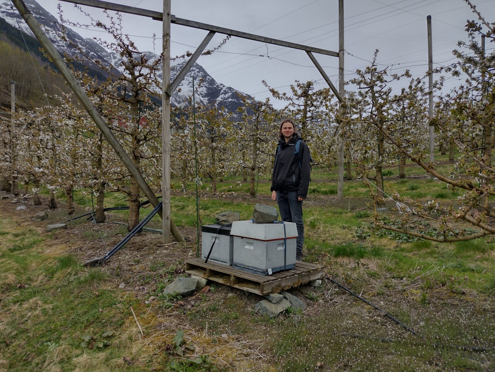 Etienne Dunn Sigouin, På besøk hos fruktprodusent i Hardangerfjorden. Han har med seg to bikuber som skal plasseres i plantasjen slik at biene kan pollinere blomstene, en prosess som Er helt avgjørende for å få en god avling av høy kvalitet., MH4, <p>Etienne Dunn Sigouin</p>, Mann ved siden av bikuber i en eplehage. Foto