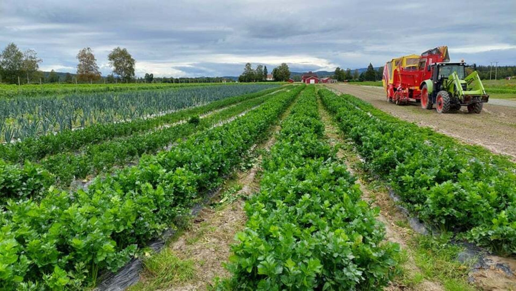 Manuel Hempel, På besøk hos grønnsaksprodusent i nærheten av Kongsvinger i 2022. Her kjørte Manuel Hempel rundt på Østlandet en uke for å intervjue bønder om nytteverdien av varslinger i matproduksjon. «Katastrofesommeren» 2018 som ga en veldig dårlig høst var utgangspunktet for intervjuene., MH5, <p>Manuel Hempel</p>, Åker med grønne planter og traktor med høsteutstyr.