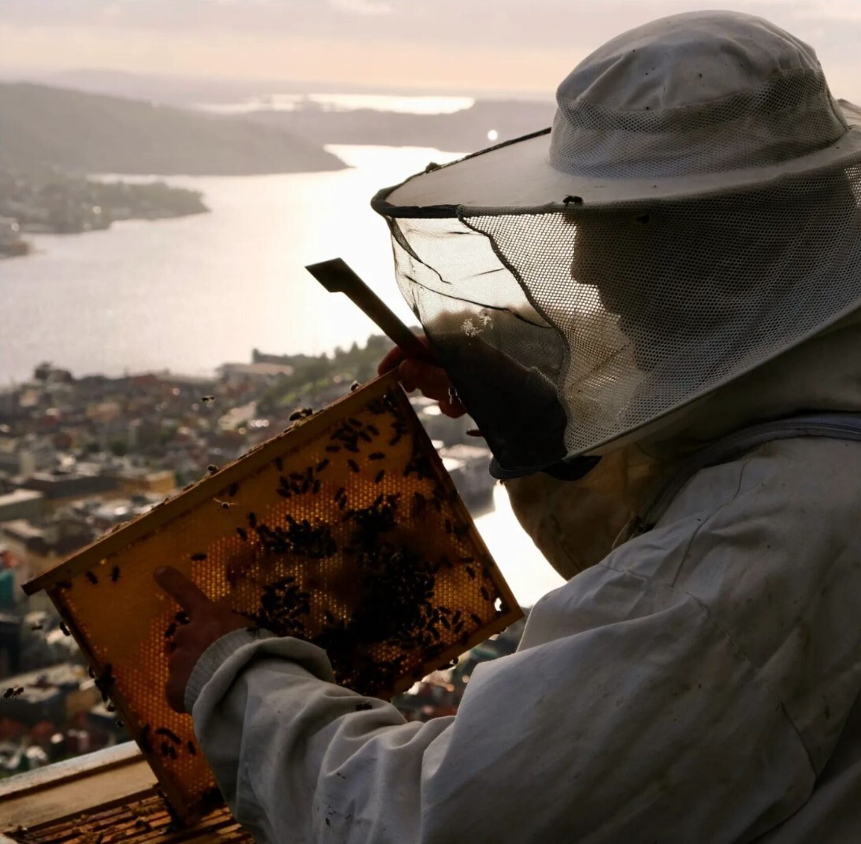 Martin Koch, På toppen av Fløyen (byfjell i Bergen). Manuel Hempel har birøkt tre forskjellige plasser i Bergen. En av dem er Fløyfjellet., MH6, <p>Martin Koch</p>, Person i birøkterdrakt holder en plate med honning og bier, fjordutsikt i bakgrunnen. Foto