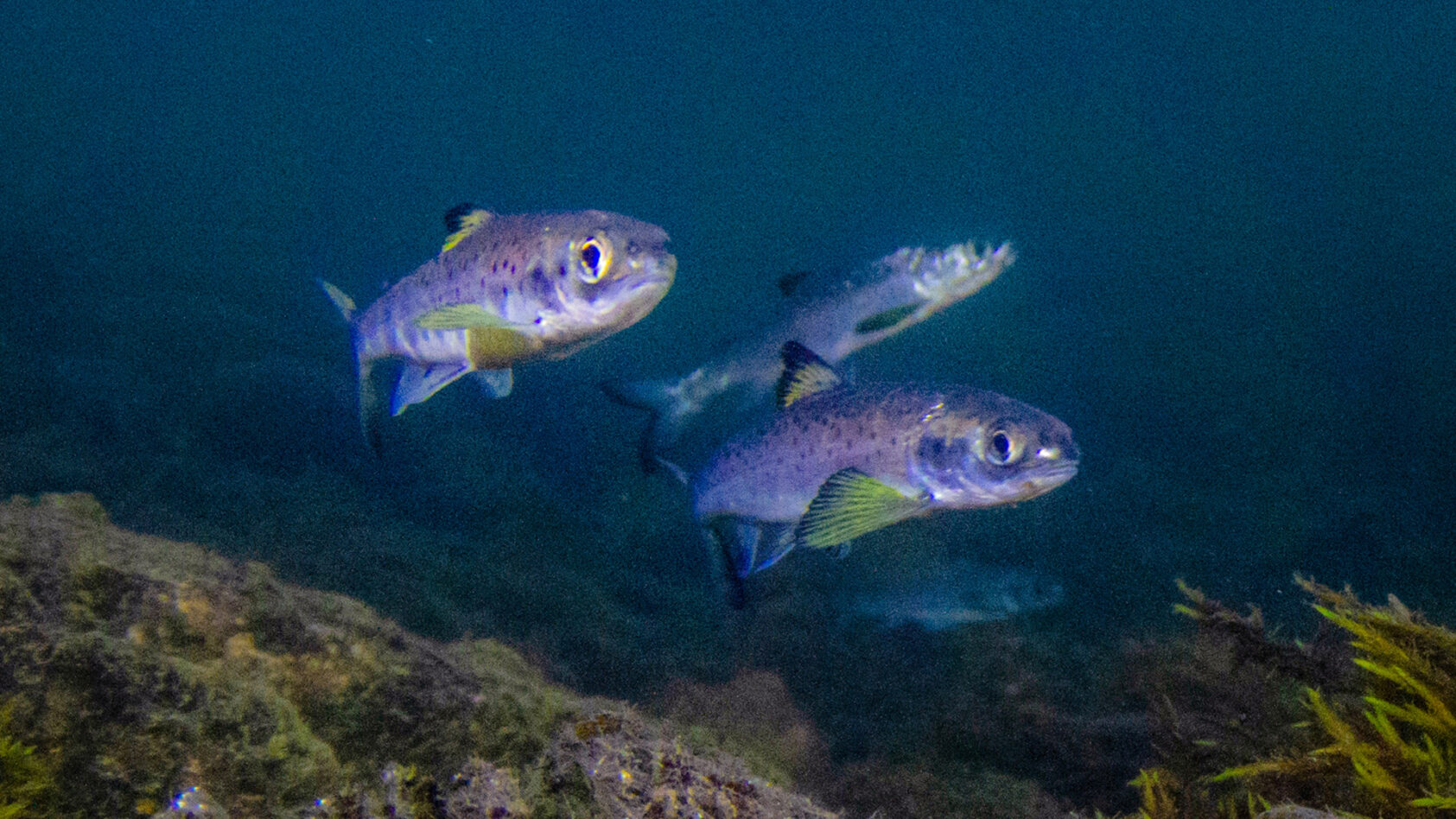 Bjørn Barlaup, NORCE LFI, Smolten som vandrer ut fra Vossovassdraget har unormalt lav overlevelse. Rapporten peker på behov for mer effektive tiltak mot lakselus for å lykkes med reetableringsarbeidet. Bilde viser Vossosmolt på utvandring ved utløpet av Evangervatnet., Vosso smolt foto Bjørn Barlaup NORCE LFI web, ,