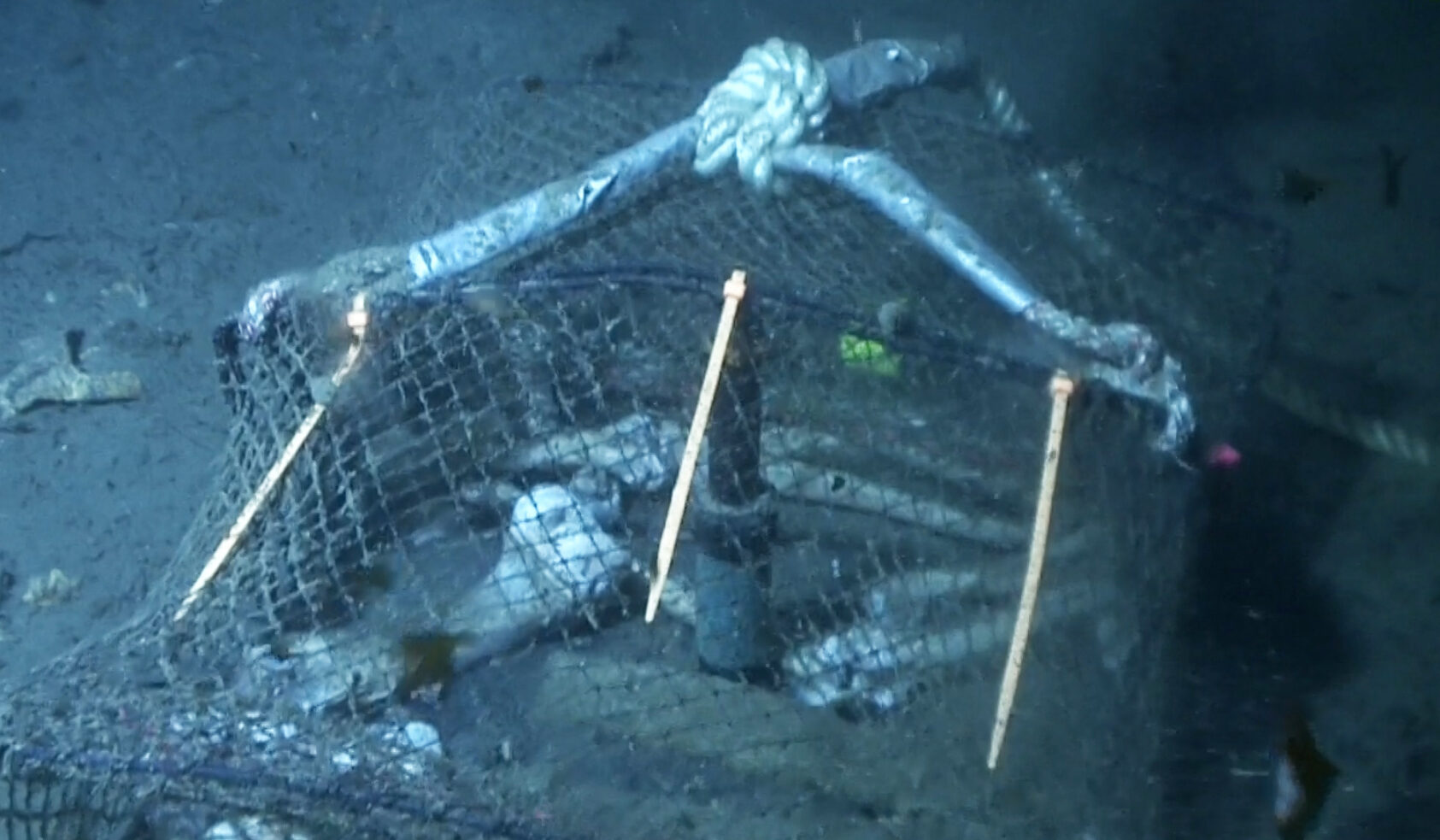 Stillbilde, ROV-inspeksjon, Forskerne senket ned bein på 60-100 meters dyp., Stillbilde - beinrester på havbunnen, <p>Foto: Stillbilde, ROV-inspeksjon</p>, Beinrester på havbunnen