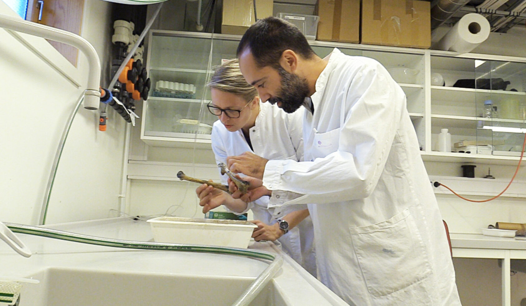 Foto: Andreas R. Graven, NORCE-forskerne Antonio Garcia-Moyano og Gro Bjerga i laboratoriet mens de studerer bein fra fjørfe som har vært senket ned i Byfjorden - i jakt på nye enzymer til industrien., Illustrasjonsfoto - Antonio og Gro i laboratoriet (enzymer bein), <p>Foto: Andreas R. Graven</p>, NORCE-forskerne Antonio Garcia-Moyano og Gro Bjerga i laboratoriet mens de studerer bein