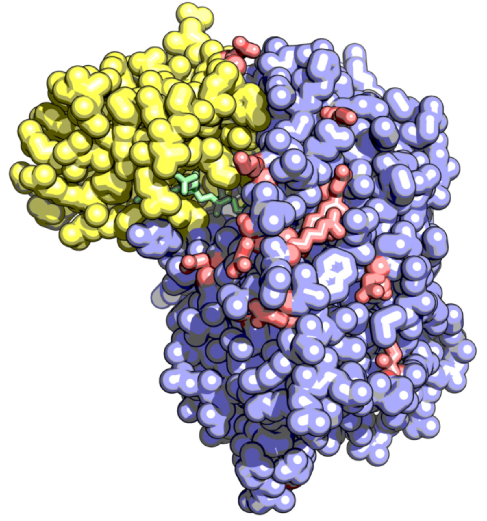 Figur ved Rasmus Ree. Strukturen kan sees på https://www.rcsb.org/structure/8B2D., En modell av enzymet mFMO_20 (gult og blått), som viser hvor noen av de endrede aminosyrene i overflaten befinner seg (rødt). Den grønne delen er en kofaktor som er nødvendig for at enzymet skal fungere., Enzym 8b8d rasmus, , 