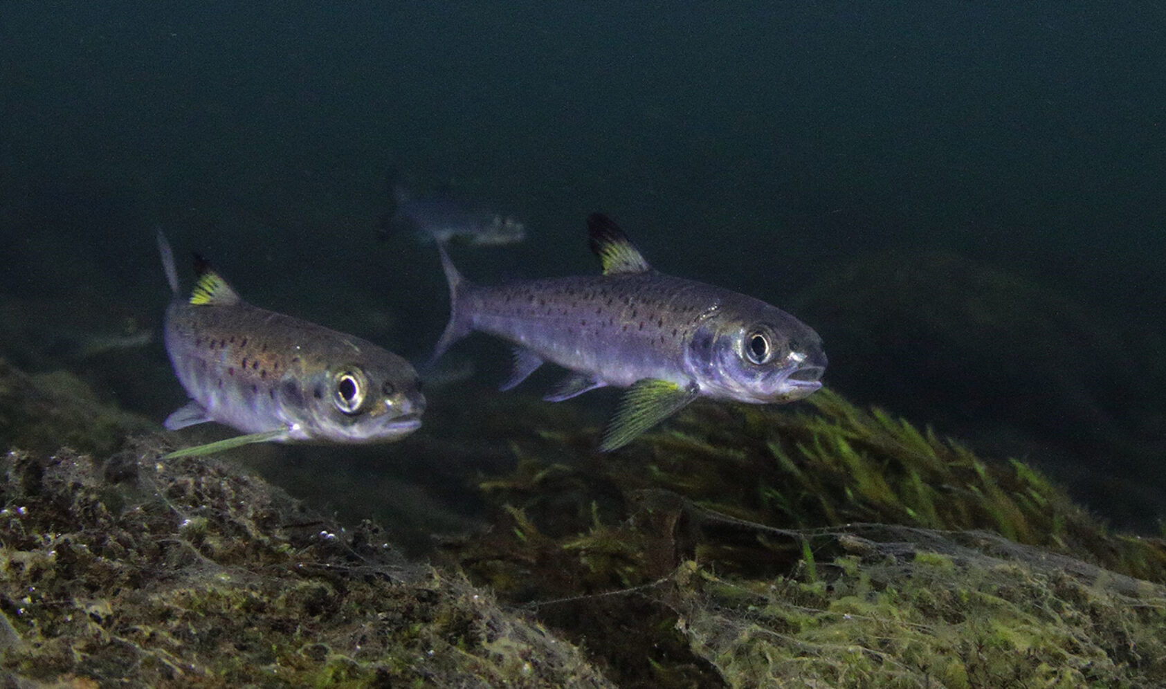 Bjørn Barlaup, NORCE LFI, Salmon smolt starting the long and hazardous migration from the river to the feeding grounds at sea., Smolt ut av elv web, <p>Bjørn Barlaup, NORCE LFI</p>, Two small fish swim side by side