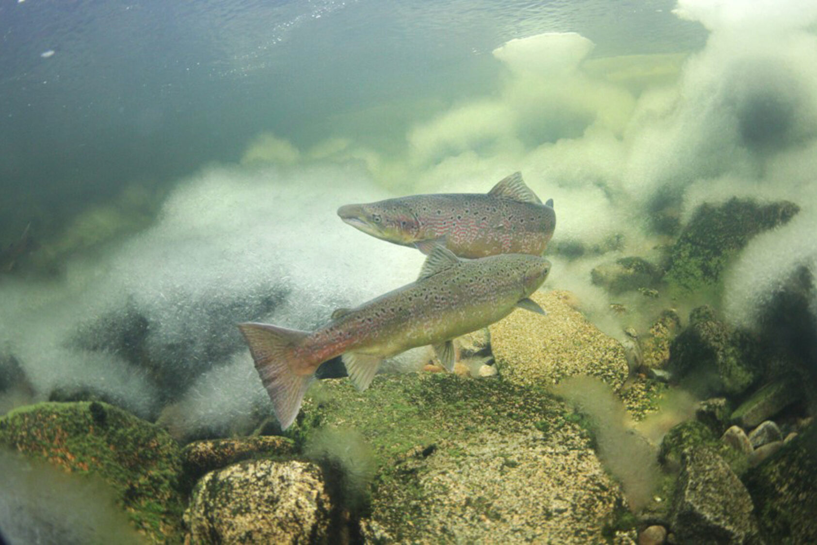 Bjørn Barlaup / NORCE LFI, Wild Atlantic salmon return from the sea to spawn in their native river. Here at a partially frozen spawning ground., Villaks1 bredde, ,