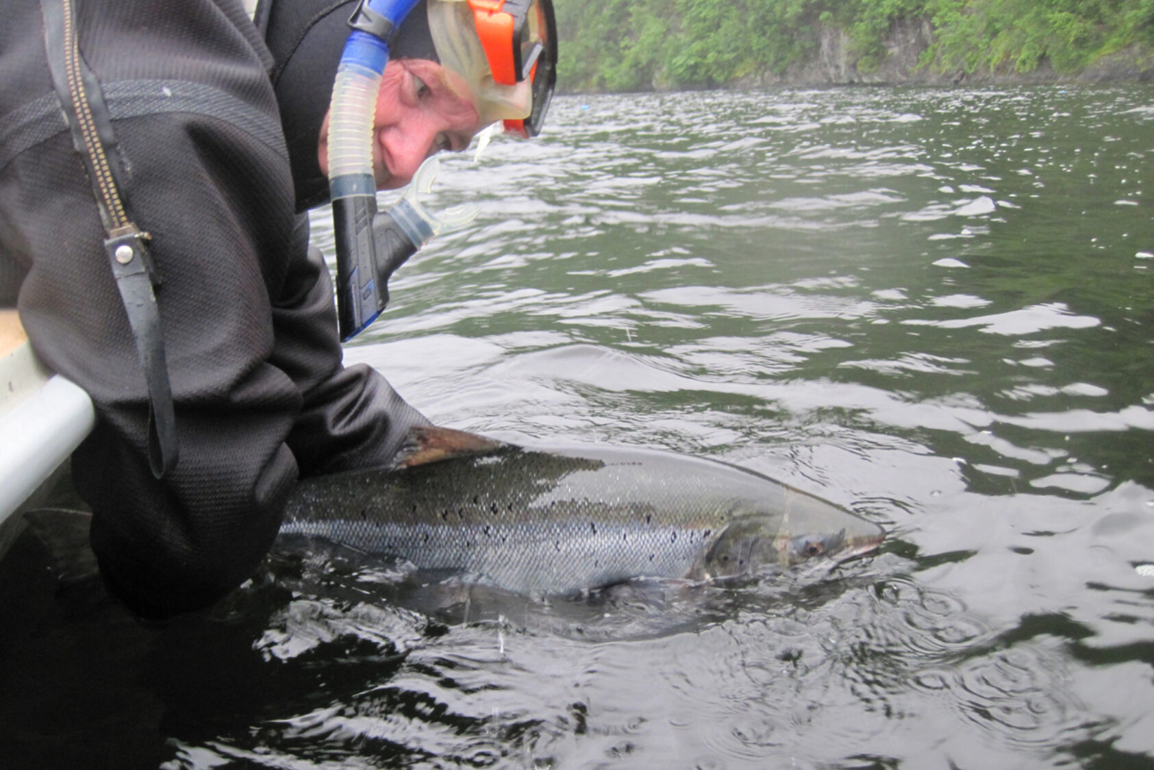 NORCE LFI, I mer enn 20 år har antall laks som kommer tilbake fra ulike forsøksgrupper blitt fulgt i Vossoprosjektet. Her slipper forskningsleder Bjørn Barlaup en laks fri etter at den har vært innfanget i en kilenot og kontrollert for merke., Vossolaks barlaup 220621 074506, ,