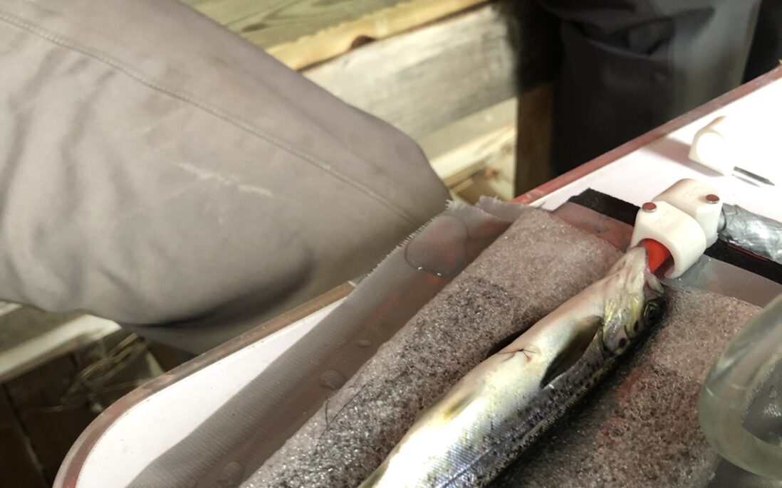 Merket smolt som nå skal desinfiseres. Smolten får gjennom operasjonen tilført vann over gjeller og kropp.