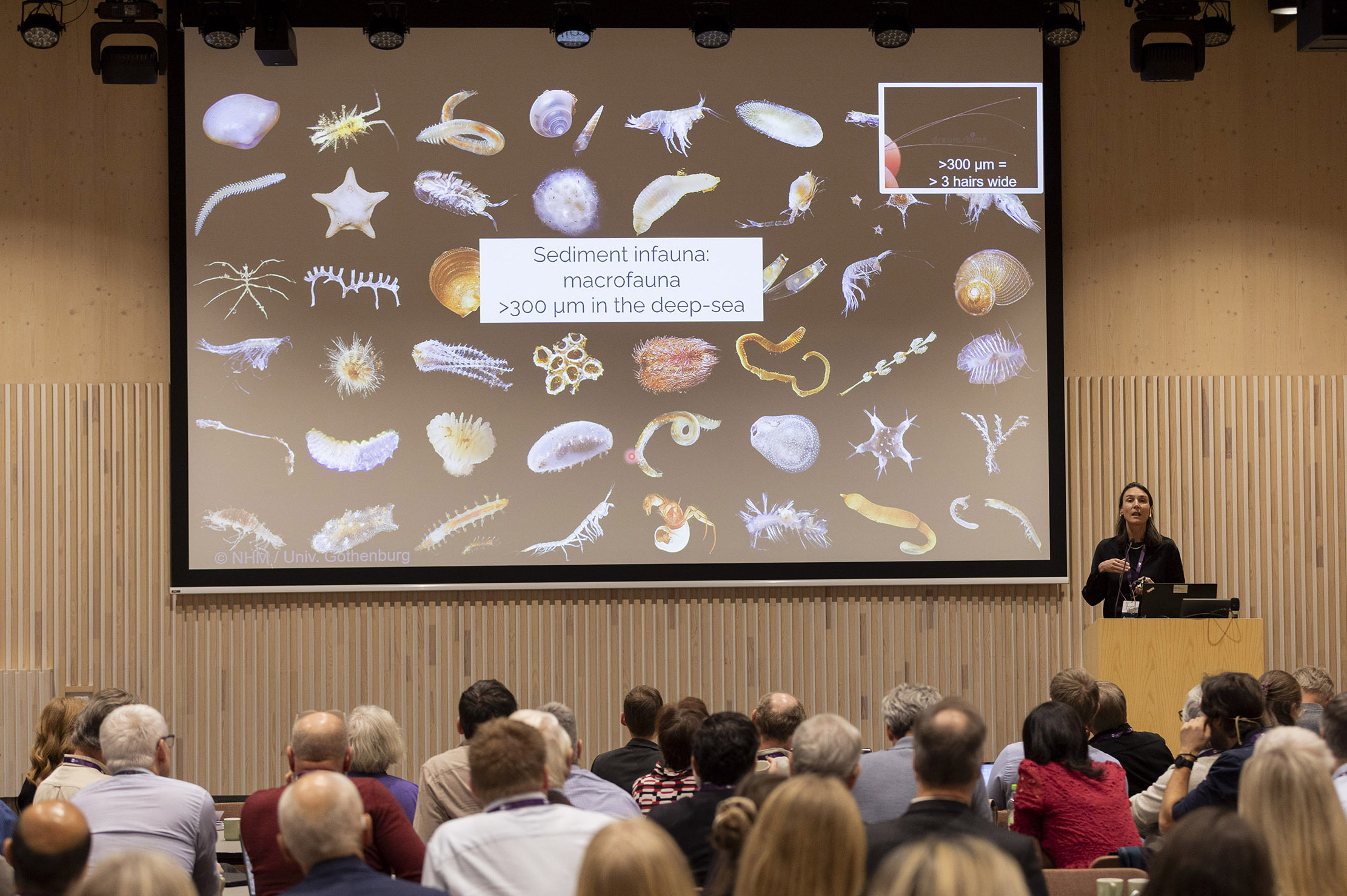 Miriam brandt oversikt sal