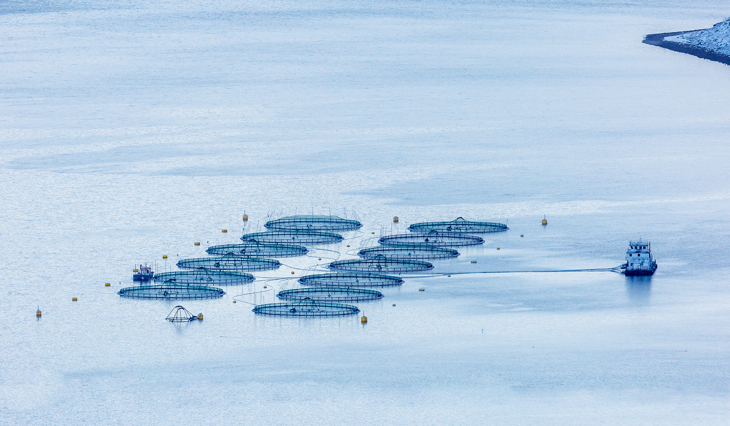 Oppdrett laks illustrasjonsfoto colourbox