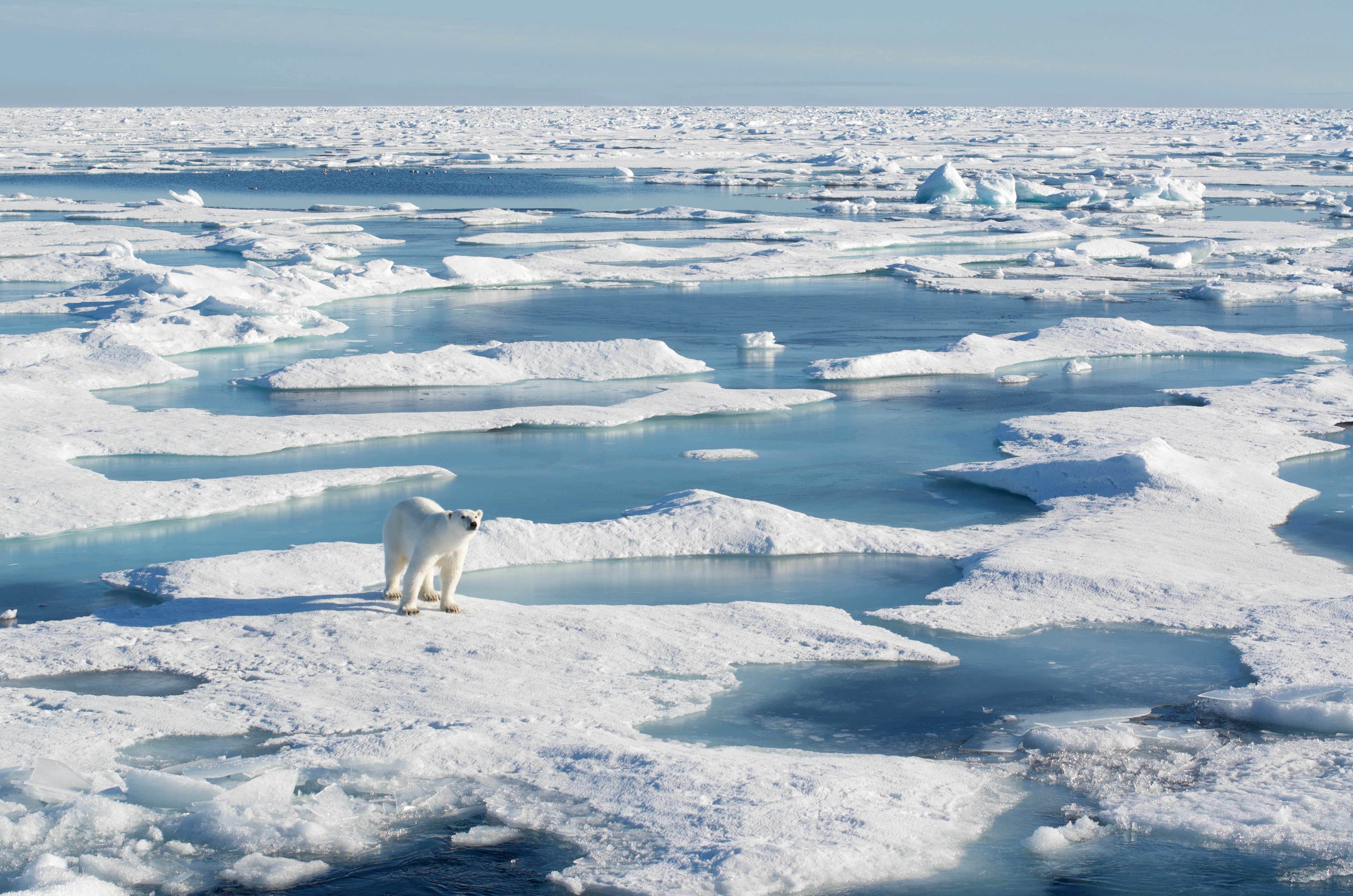 Sea ice rricker