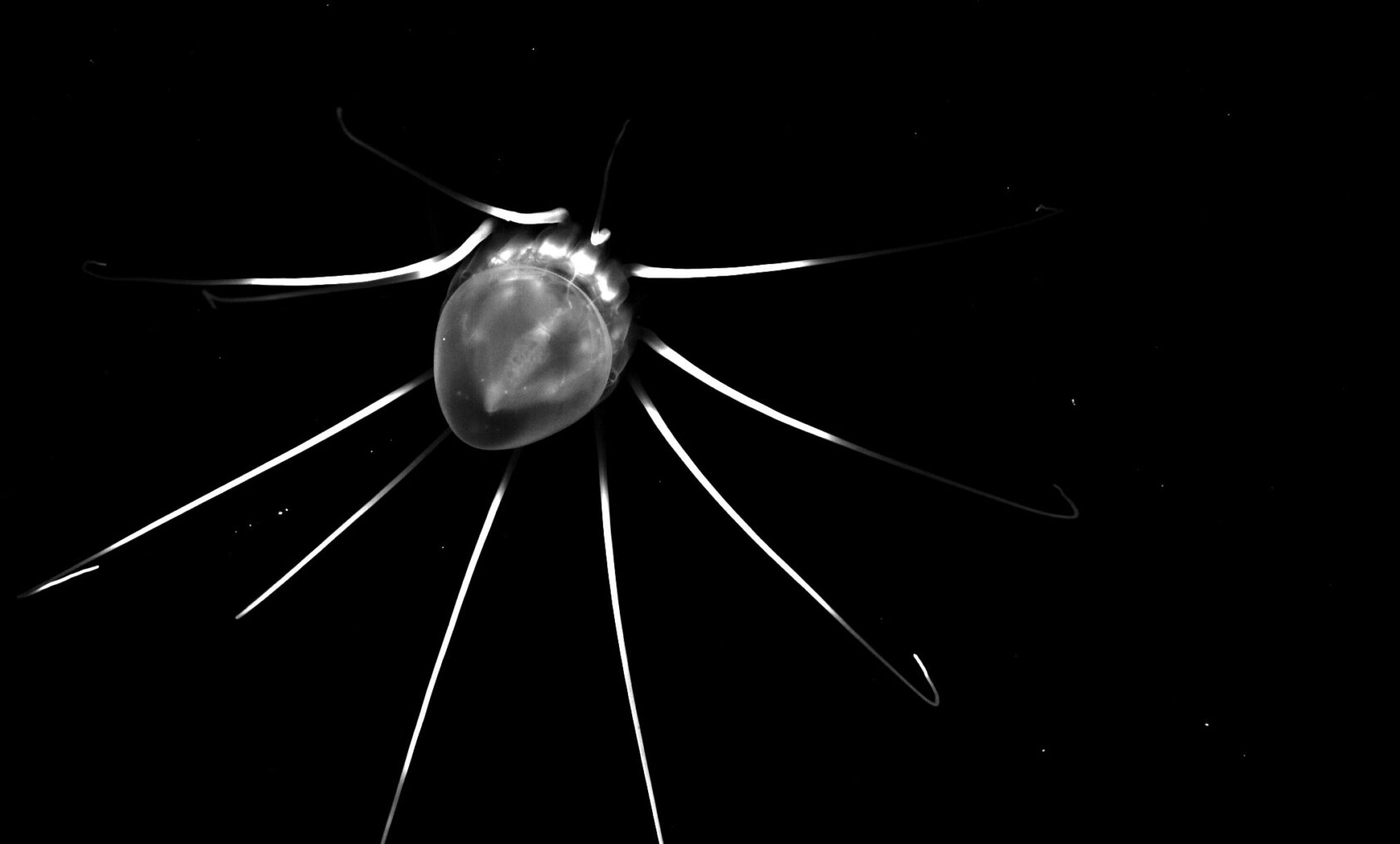 Helena Hauss, NORCE, The helmet jellyfish (Periphylla periphylla) recorded at depth in the Lurefjord Norway, taken with the underwater vision profiler 5 (UVP5)., 3 P periphylla UVP5 credit Helena Hauss, , 