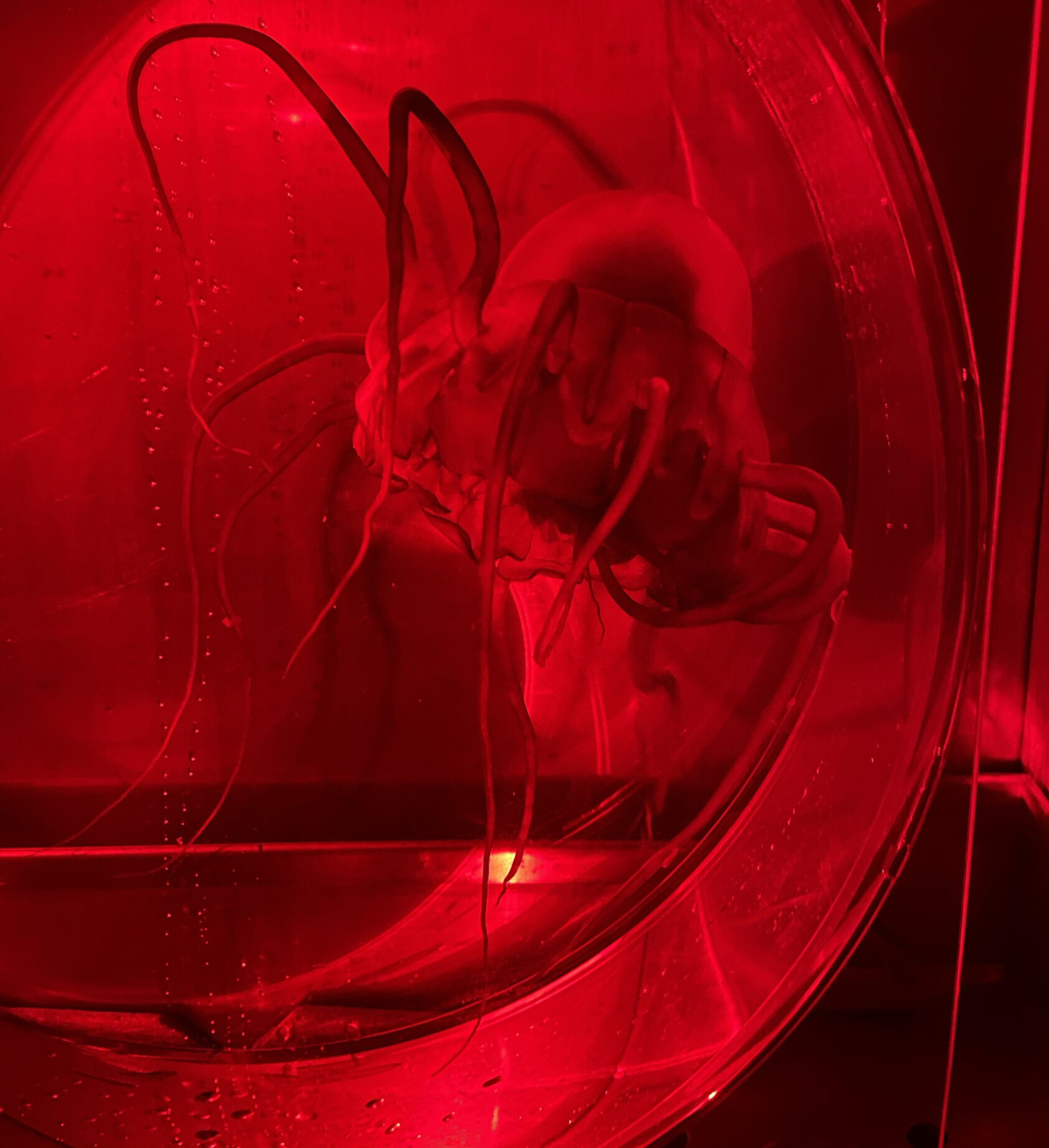 Helena Hauss, The helmet jellyfish (Periphylla periphylla) in an experimental tank. The photo was taken under red light, as helmet jellyfish are highly sensitive to bright light., H Hauss Periphylla web, , 