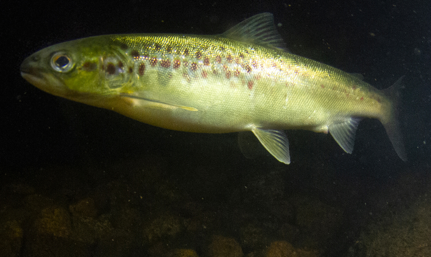 Bleke IMG 0246 1