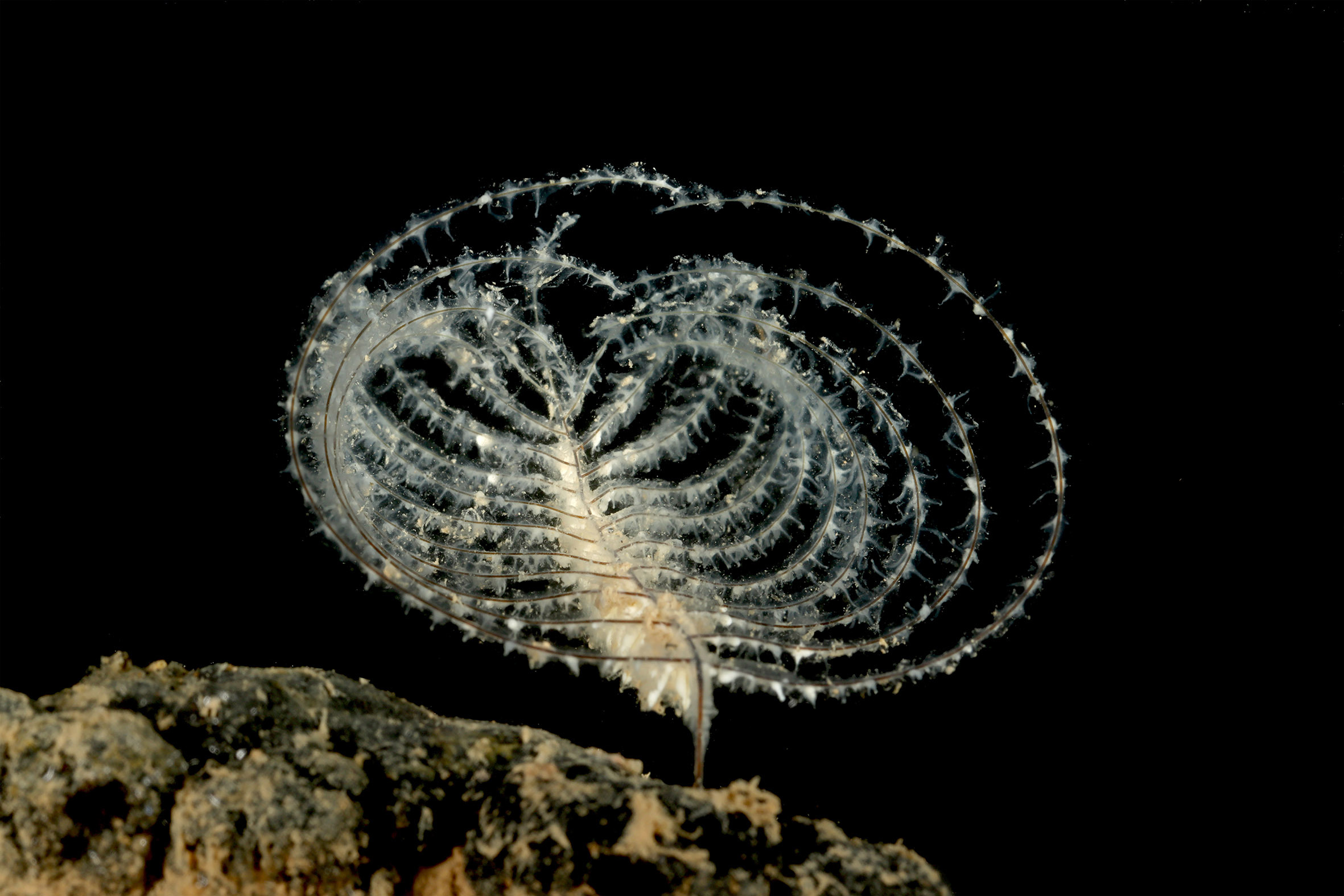 IMG 3374 Abyssopathes cf lyra