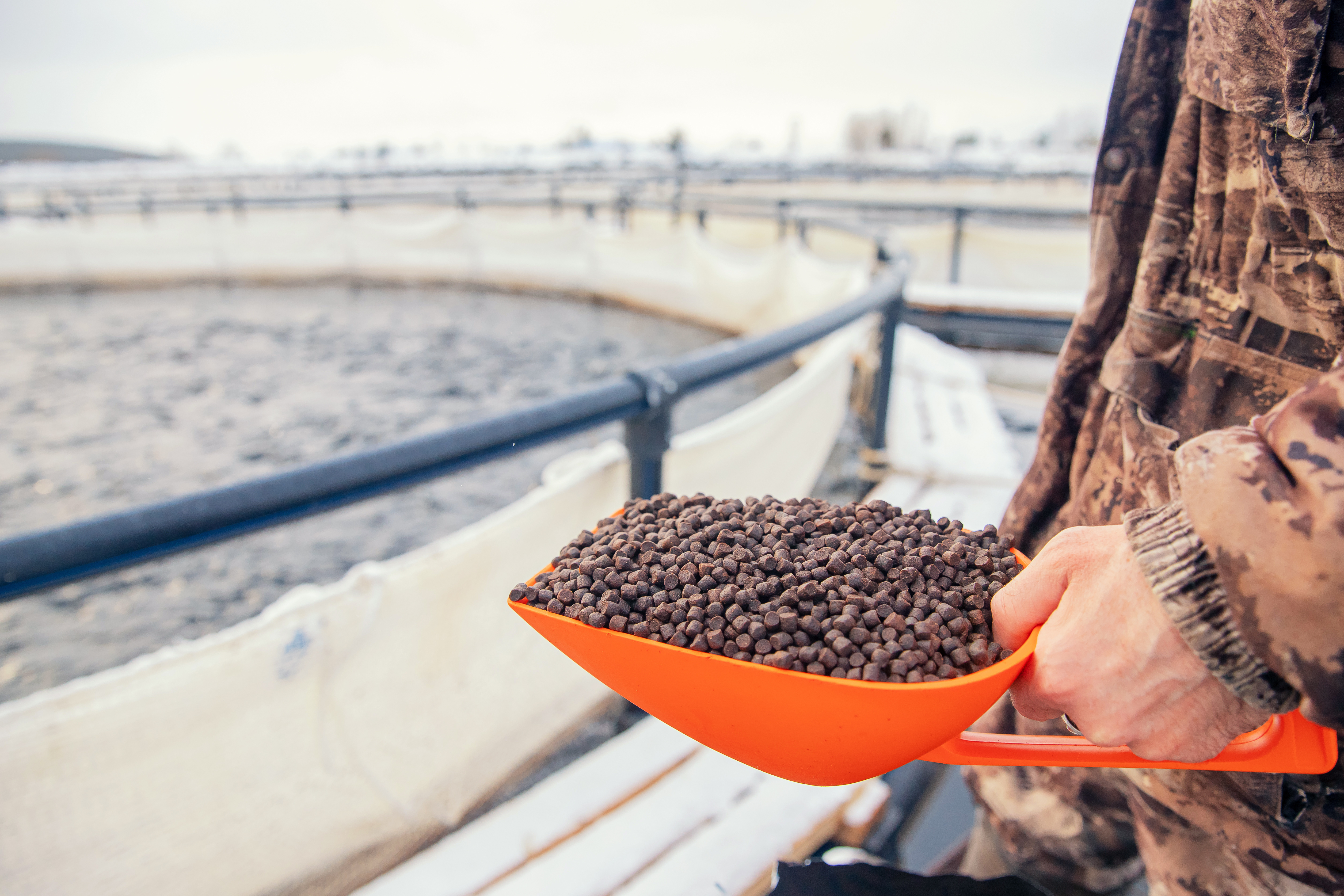 Fish pellets