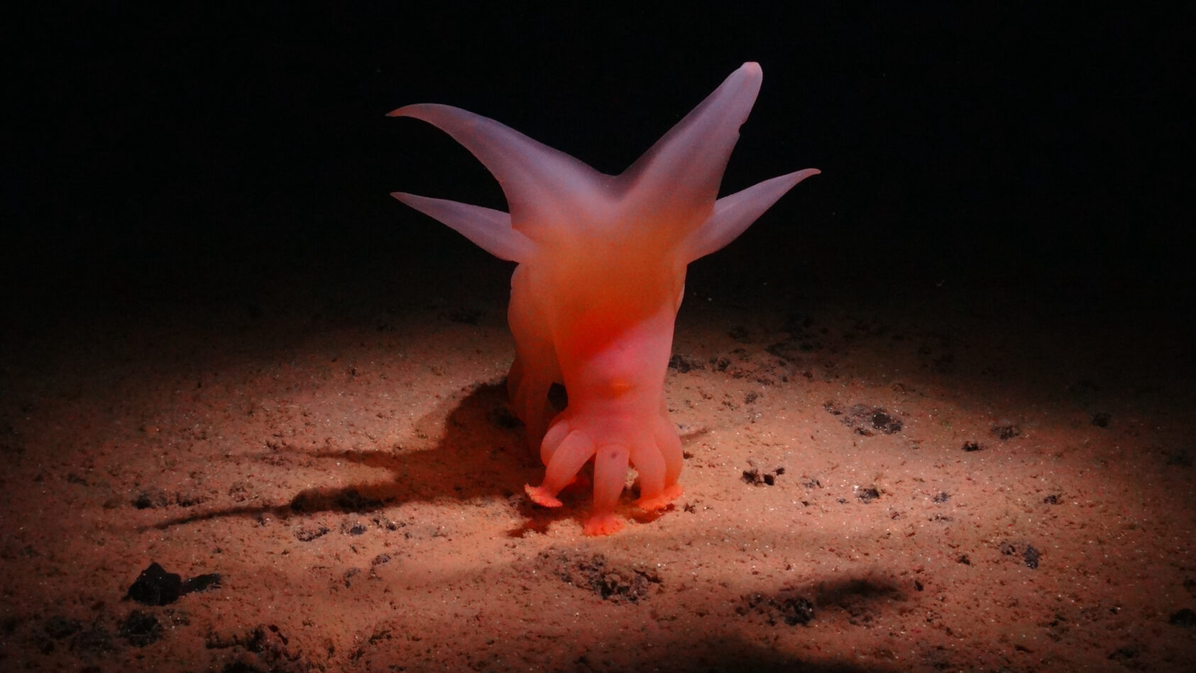 Foto: SMARTEX/NOC/NHM, Sjøagurk, også kjent som Amperima sp, Amperima sp SMARTEX NOC NHM, <p>Foto: SMARTEX/NOC/NHM</p>,