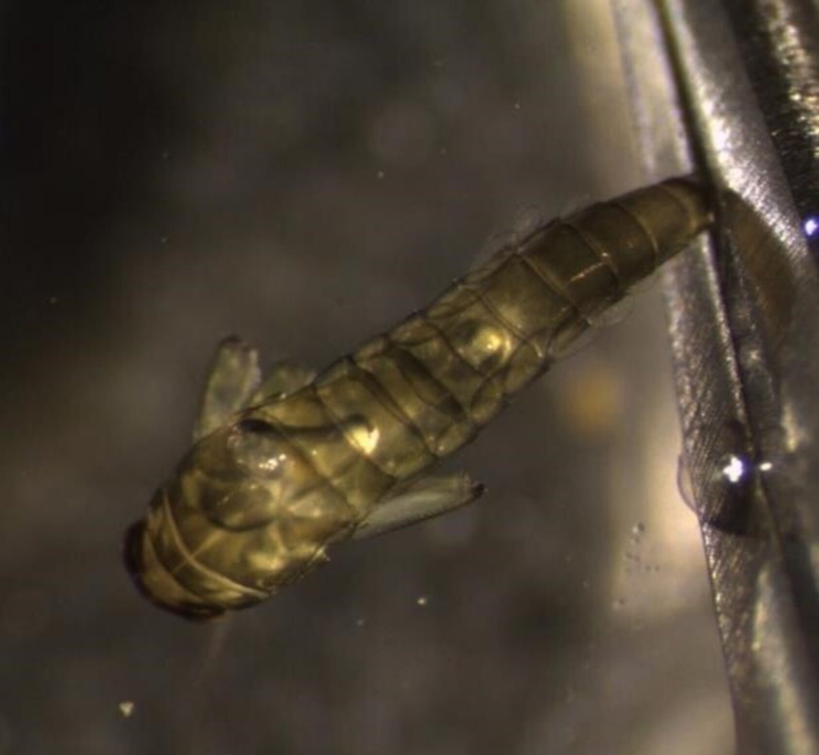 Foto: Gaute Velle, Gassovermetning er skadelig for bunndyr. Dyrene flyter opp allerede ved 110% gassovermetning og dør deretter, Gassovermetning i fisk 3, ,