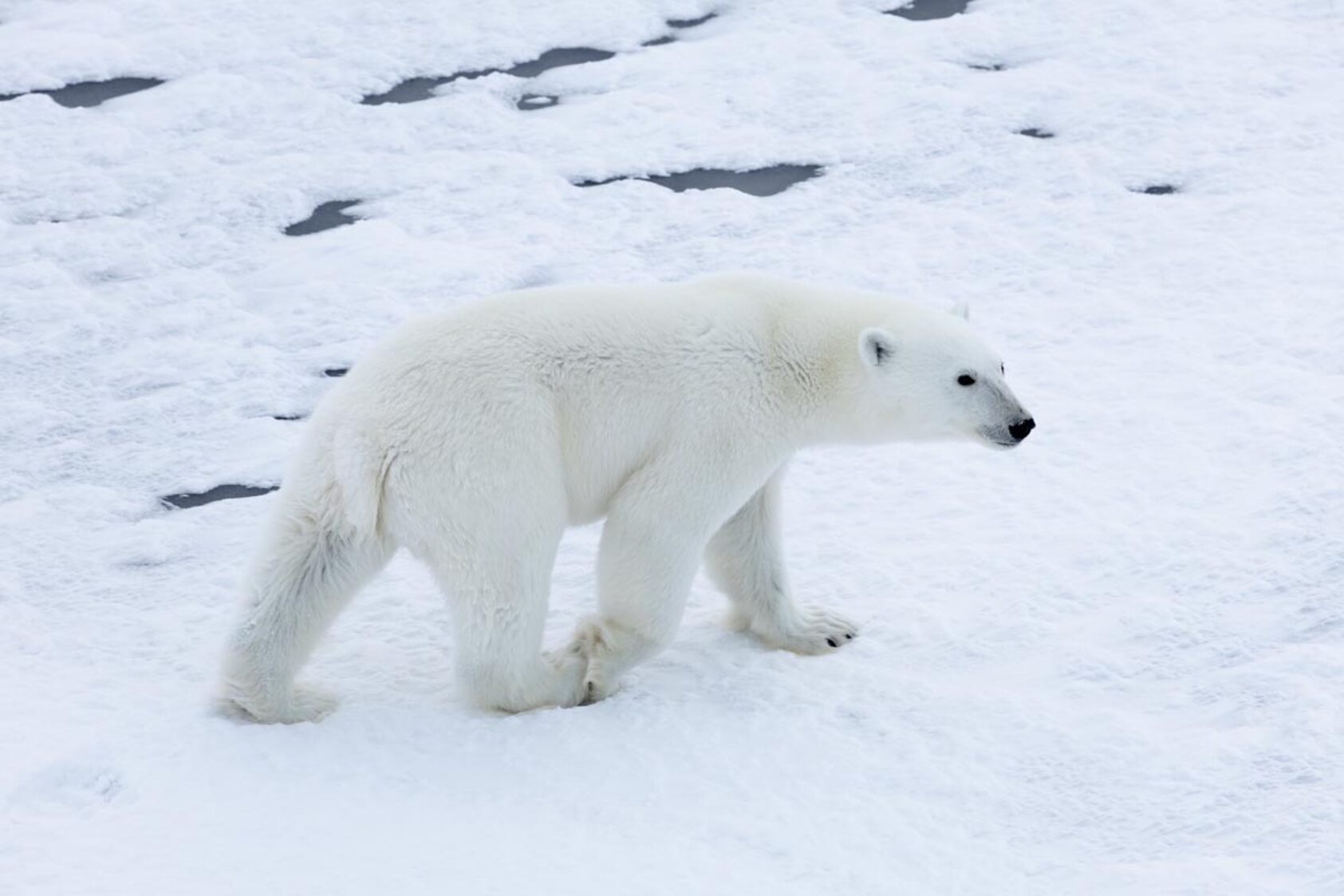 , Just one of the six polar bears observed by expedition participants., IMG 3870 Enhanced NR, ,