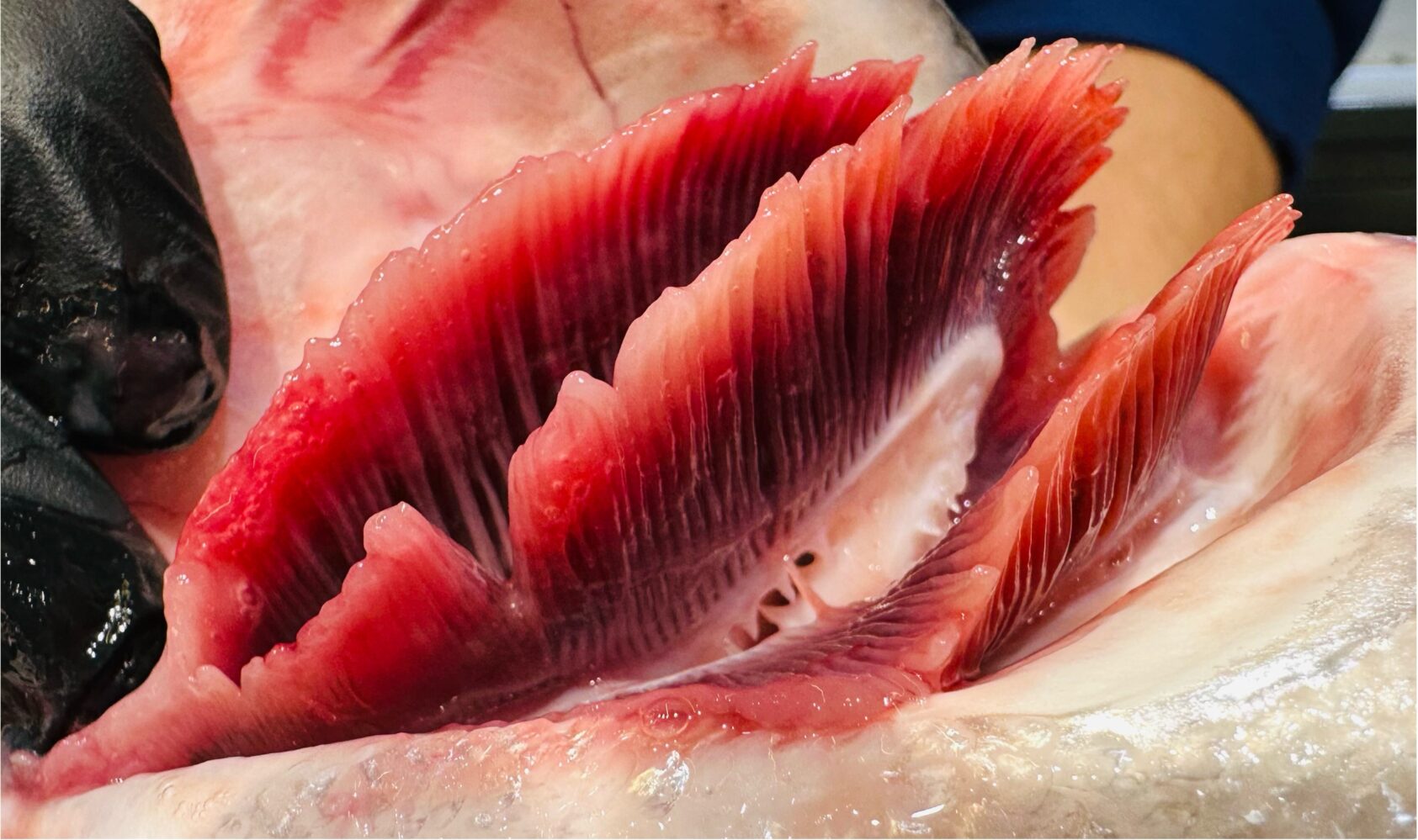 Foto: Naouel Gharbi, Healthy salmon gills, Laksegjeller 1, ,