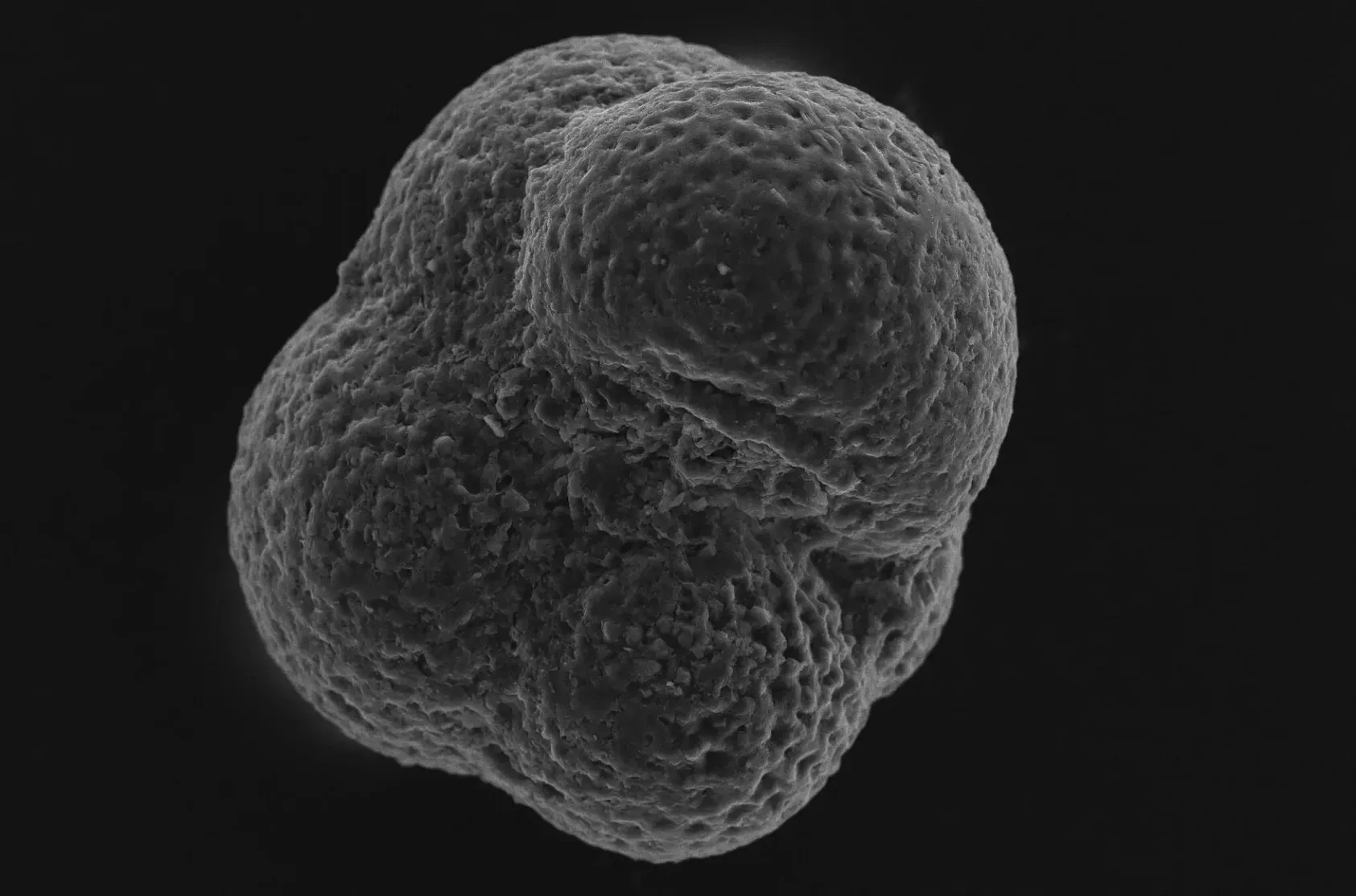 Katrine Husum, Norsk Polarinstitutt, Fossilt dyreplankton fra cirka 2.5 millioner år siden, cirka 0.2 mm diameter., Stijn de Schipper 1, <p>Foto: Katrine Husum, Norsk Polarinstitutt</p>,