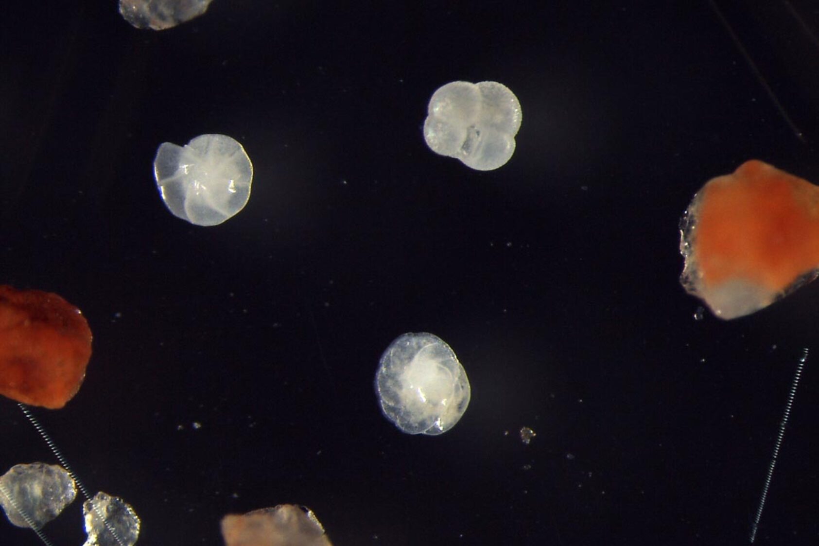 Daniel Albert, GoNorth/SINTEF, Forams have been around for hundreds of millions of years, and they are extremely useful to almost anyone trying to reconstruct the oceans’ past. Both oceanographers and geologists use them, albeit in different ways., Forams 2, ,