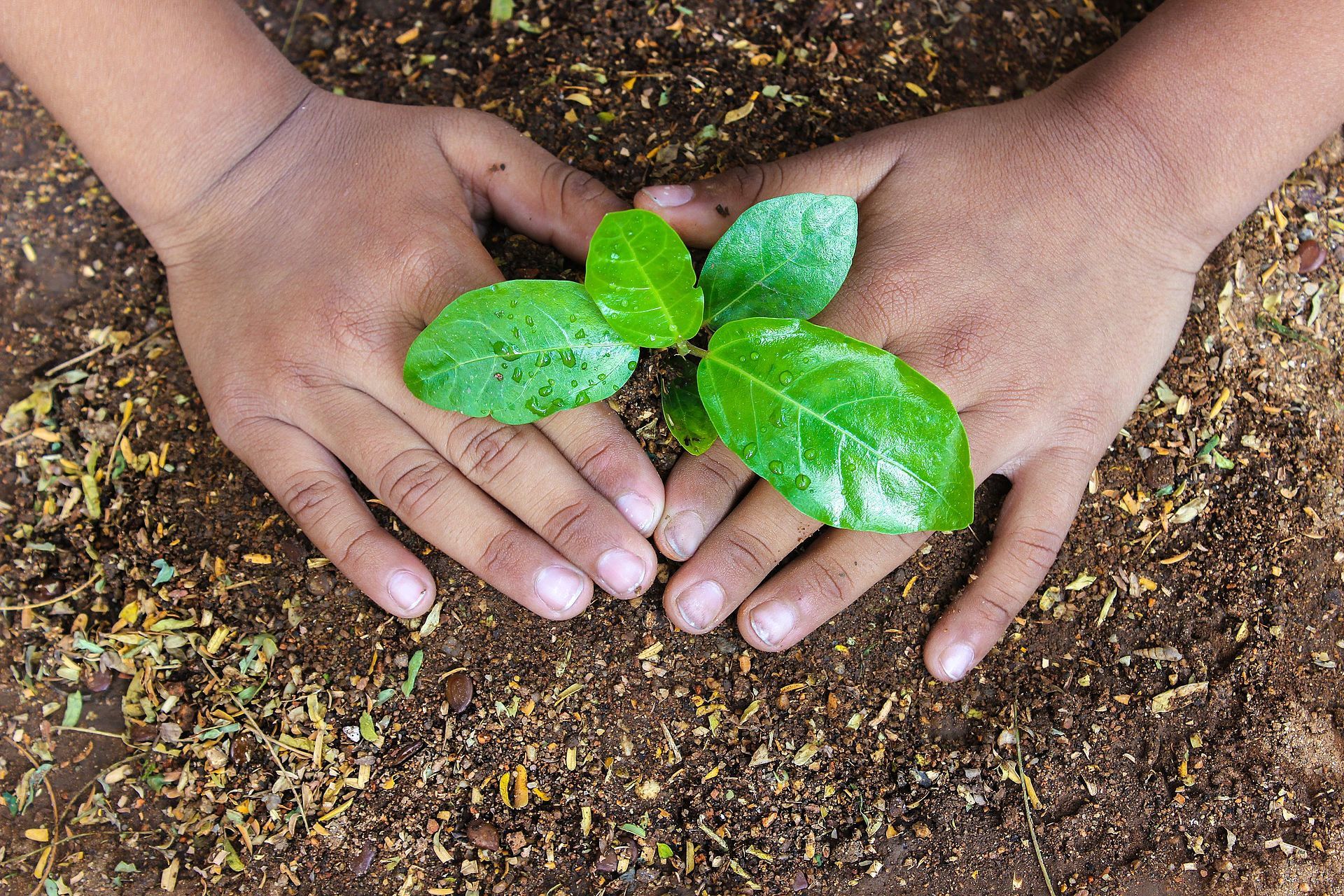 Plant a Sapling for Better Future