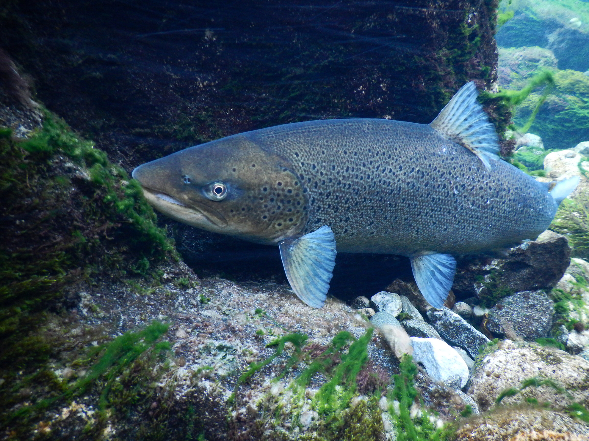 Sjøørret i elv med vanlig mettet vann