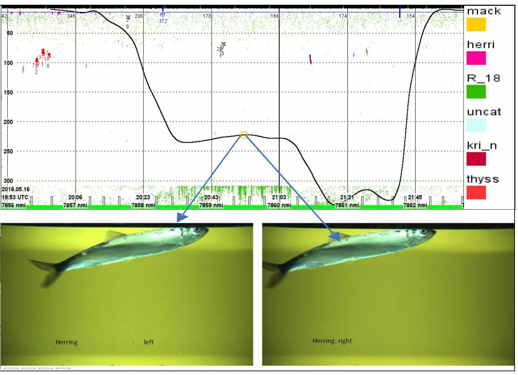 Rolf Korneliussen, IMR, With the LSSS software, it is possible to determine whether herring or mackerel are beneath the vessel, enabling species identification and mapping of marine resources., Herring, ,