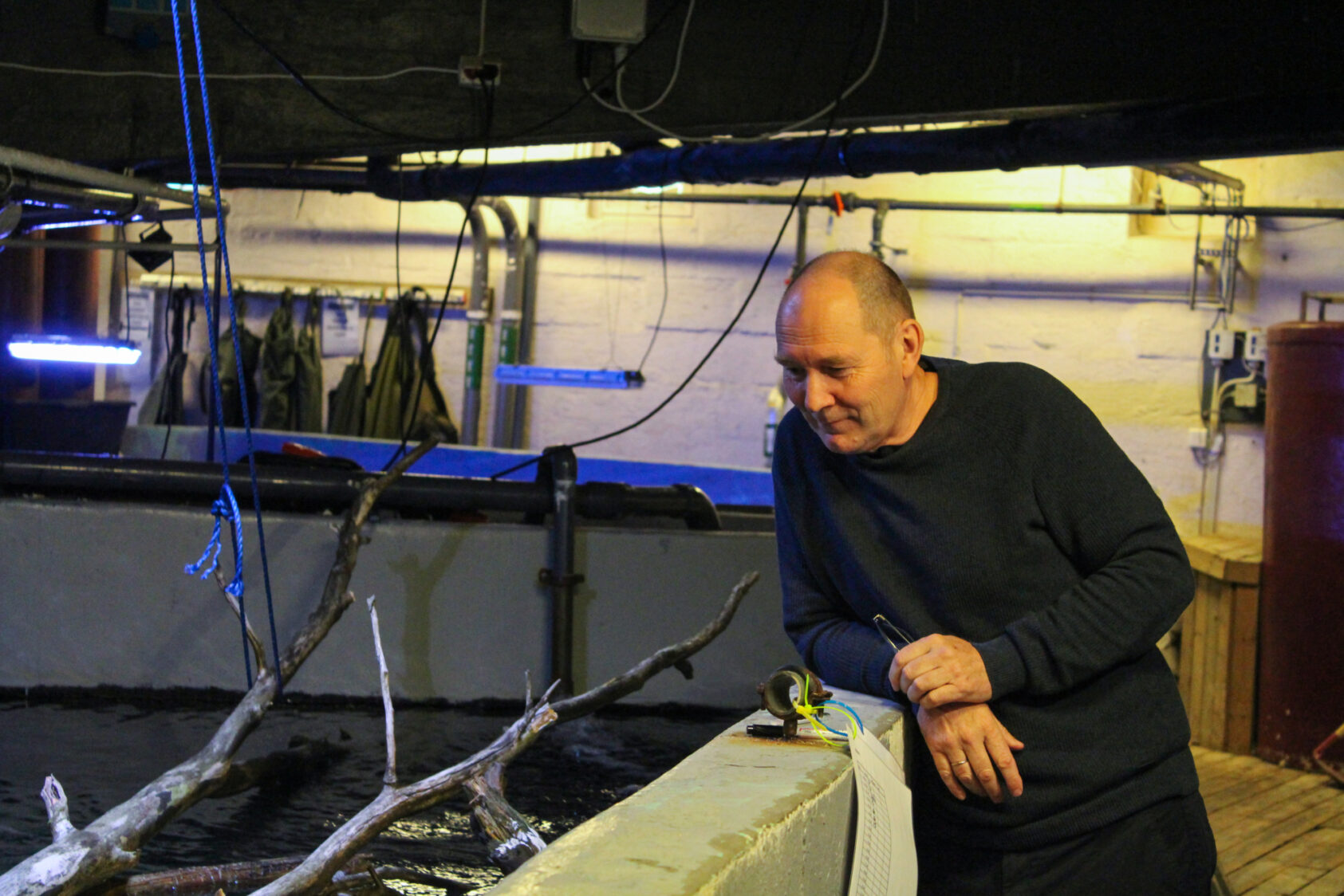 Foto: Hannah Bøthun, Bjørn T. Barlaup, sjef for NORCE-LFI og den som har ledet rednings- og restaureringsarbeidet på Sørlandet godt hjulpet av andre ansatte på NORCE-LFI og lokale ildsjeler og lokale myndigheter., Bjørn som titter, ,