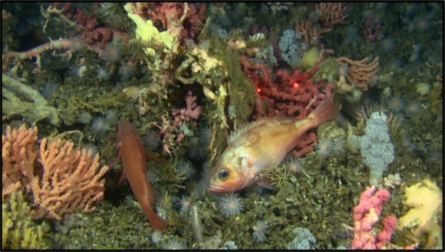 Havforskningsinstituttet, Koraller med fisk utenfor norskekysten., Korall IMR, ,