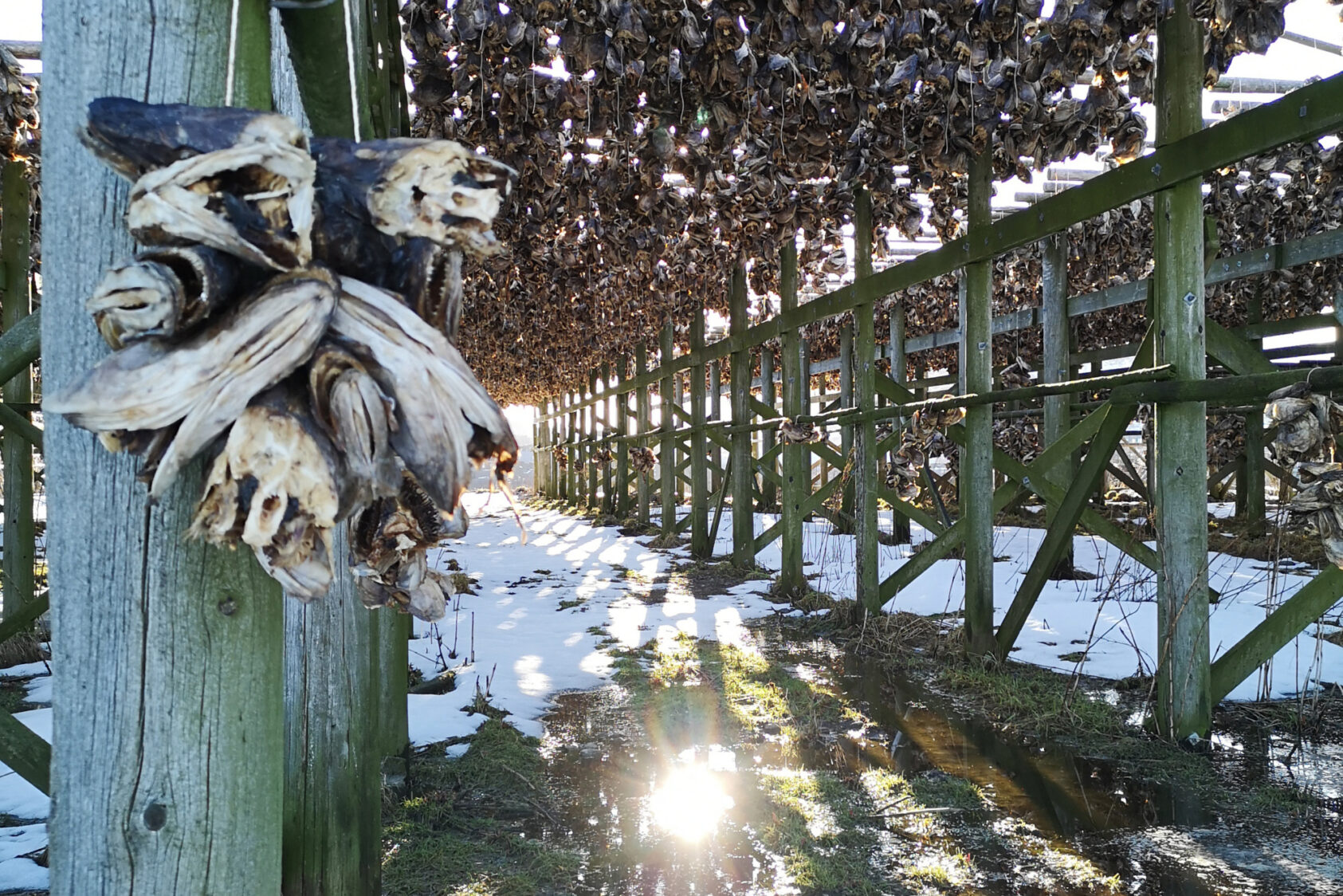 Katrine Jaklin, NORCE, , SIRKSJØ crop2, ,