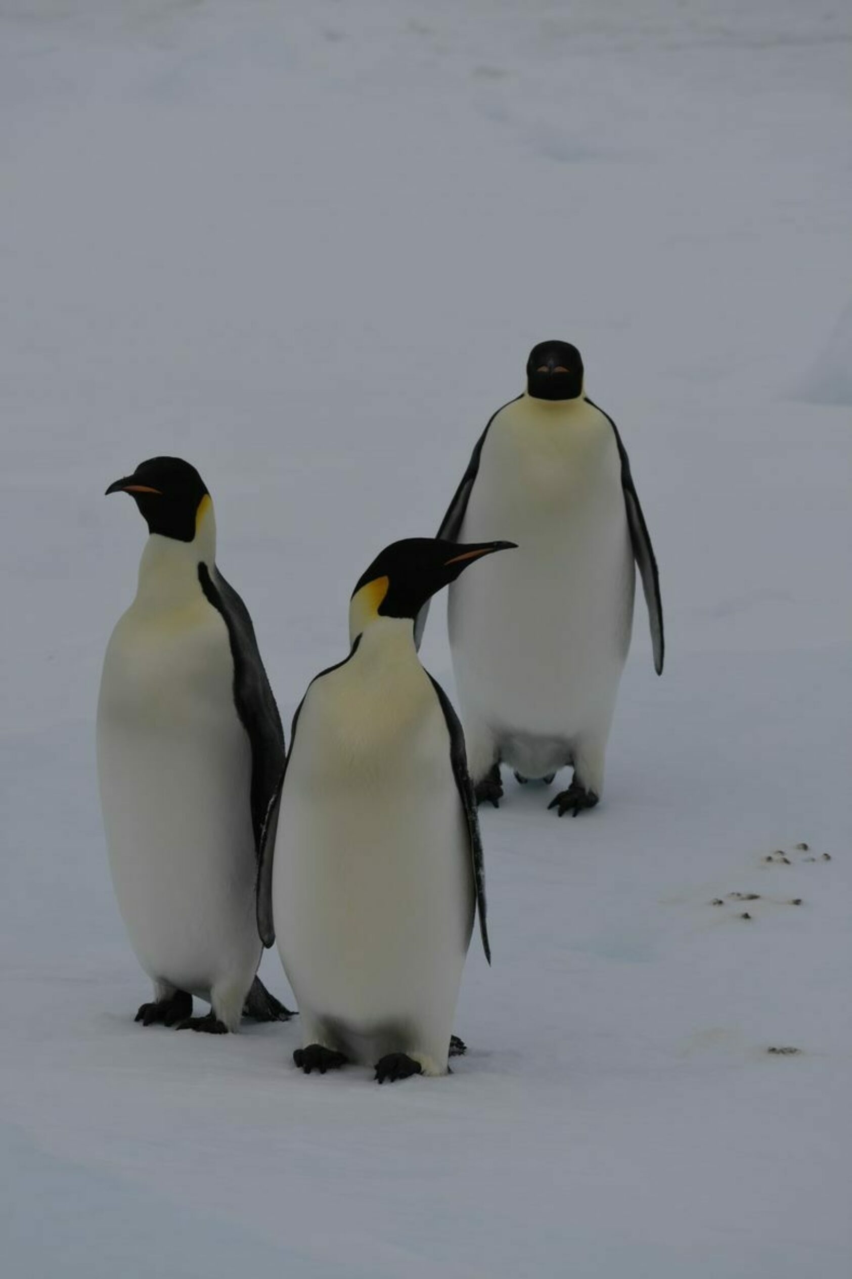 Svein Østerhus, Nær sagt alle, men ikke pingvinene, kommer til Antarktistreff for forskere i Tromsø., Pingvinsydpol 2021 svein, , 