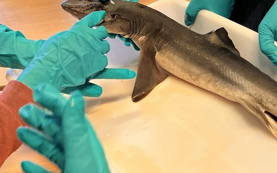 Haien blir kost med.