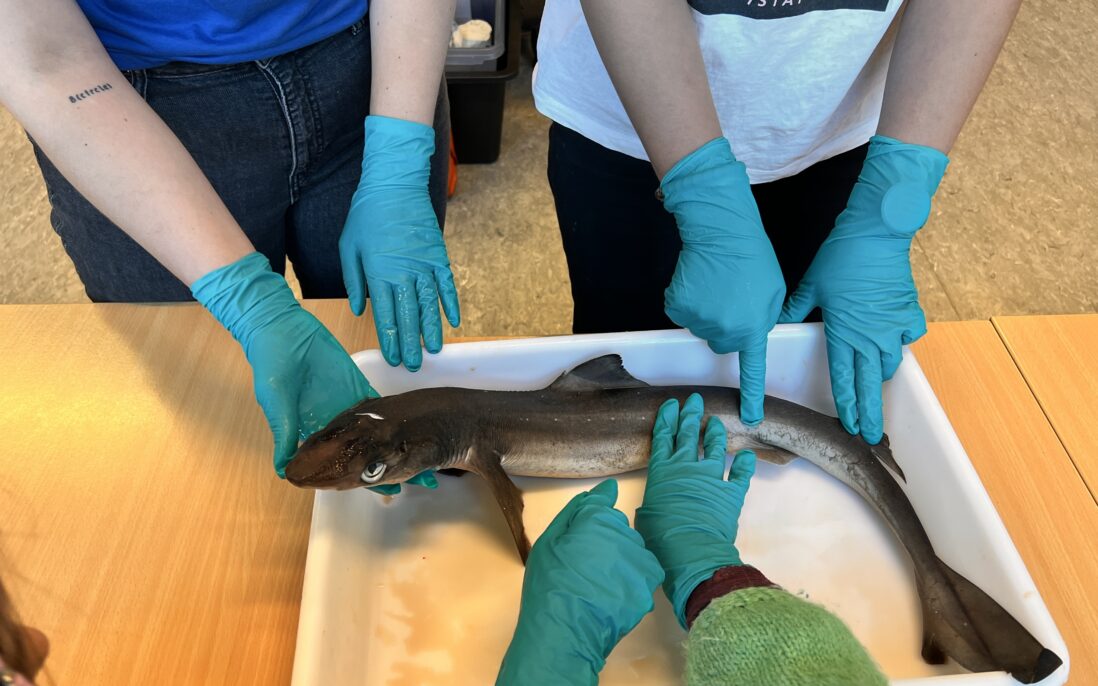 Plasthansker må på når haien skal koses med.