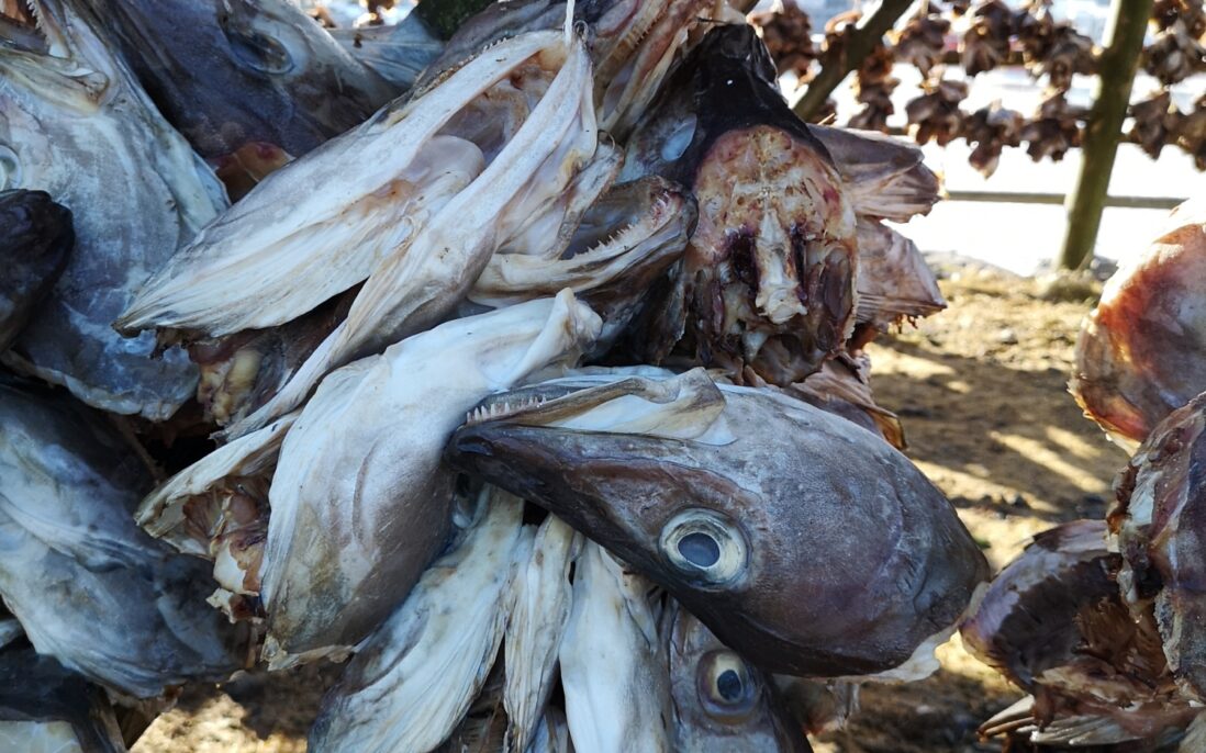 Tørkede fiskeholder blir hovedsaklig eksportert eller brukt til fôr.