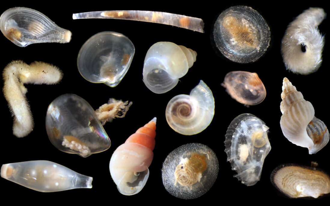 En samling bløtdyr (Mollusca) fra dyphavet.