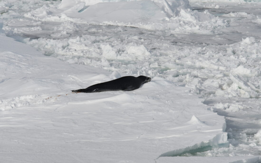 Leopard seal 452, , 
