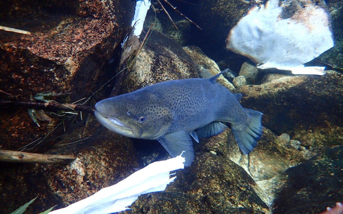 Sjøørreten i Aurlandselva må slås om plassen med plast fra landbruket- som her representert ved de kjente hvite lenkene fra rundballene.