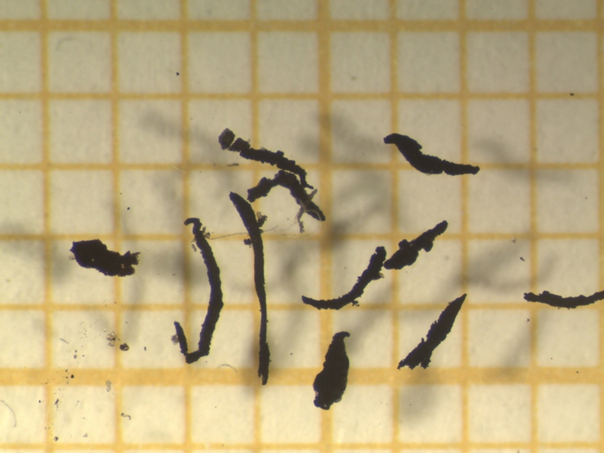 Marte Haave, Veipartikler etter dekkslitasje. Bilde fra Urban Mikroplast, et prosjekt vi har sammen Bergen kommune finansiert av Regionalt Forskningsfond Vestlandet., Picture1 dekk, ,