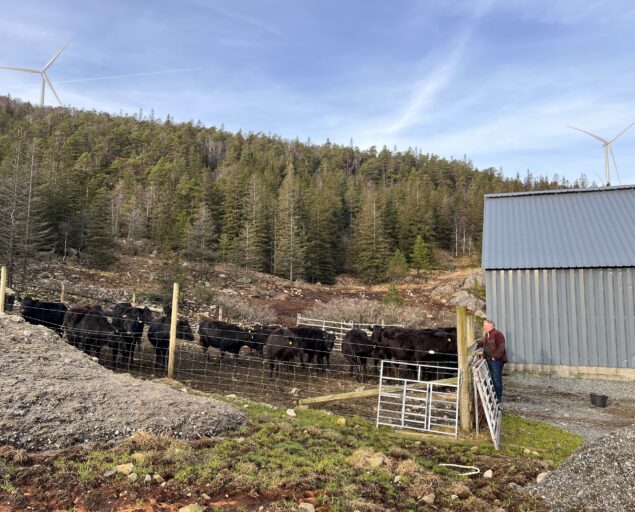 Gunn Janne Myrseth, Kjell Ivar Uelands wagyufe koser seg ute hele året. På sikt skal all gjødsel sirkuleres og avføring skal gi energi til drift av gården og slakteriet., Kjellsi, ,