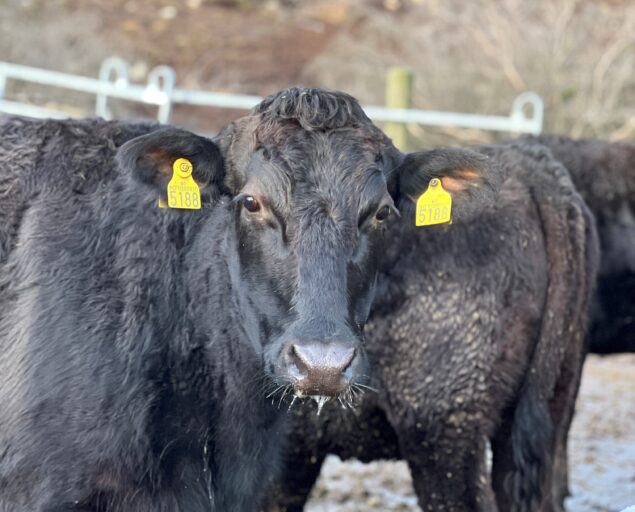 Gunn Janne Myrseth, NORCE, Meet wagyucow 5188., Ku2, <p>Gunn Janne Myrseth</p>, Wagyu cattle, and in the spring, the free-range pigs will return to Rysland Farm