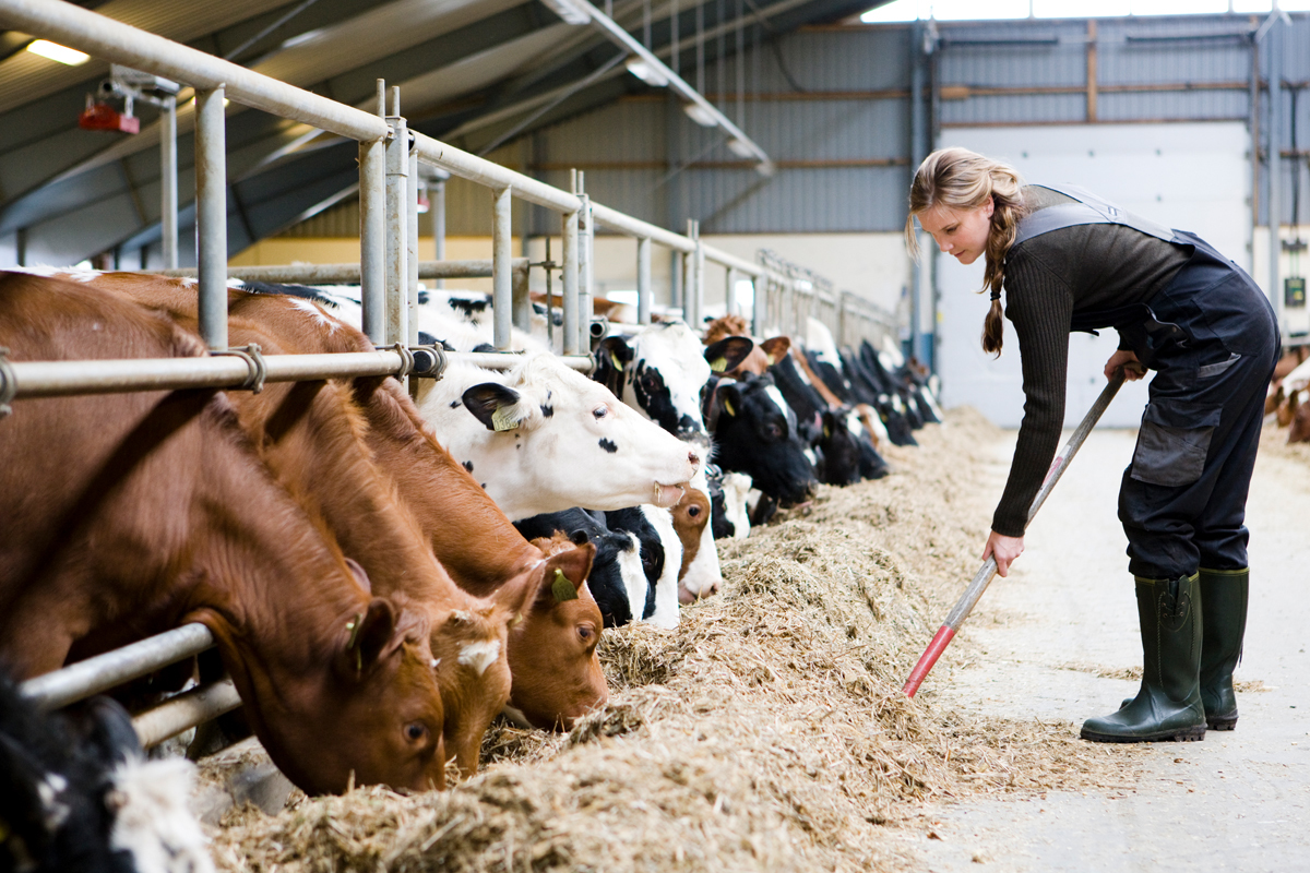 Kuer storfe biogass fosfor illustrasjonsfoto