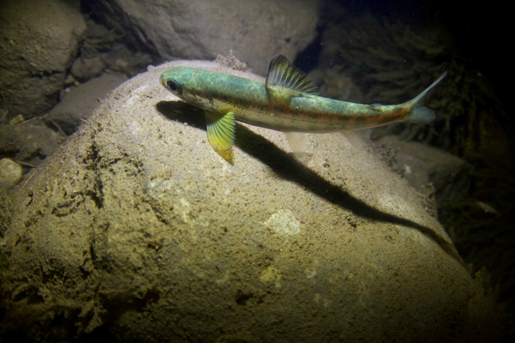 Laksesmolt