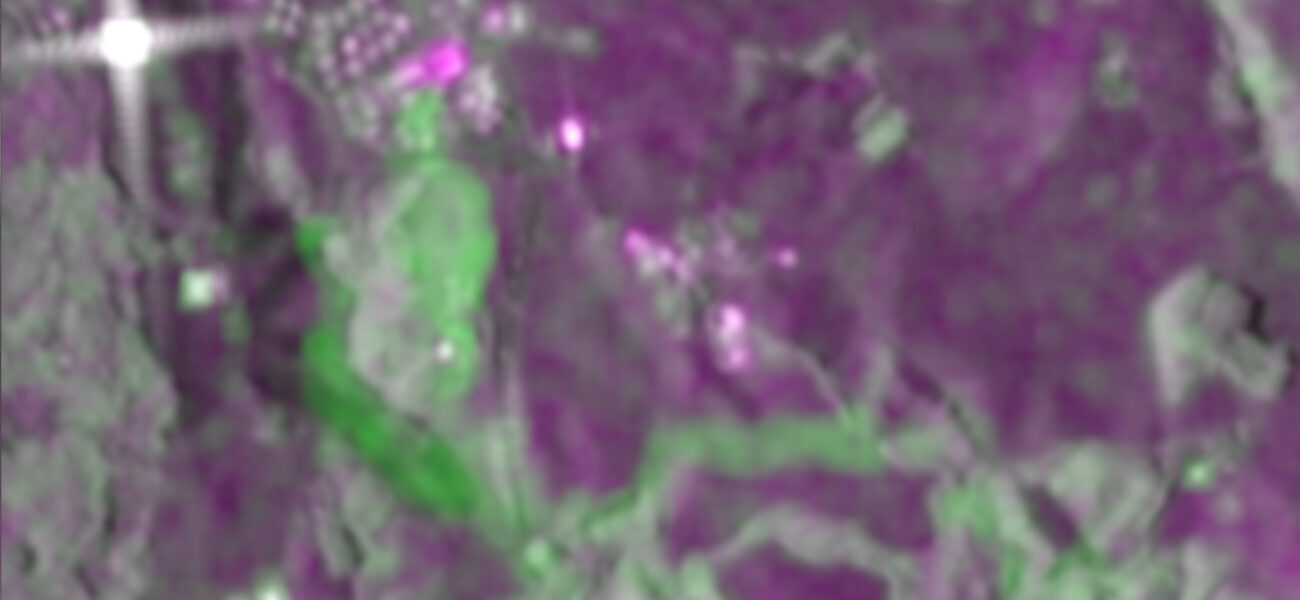 Eirik Malnes, Eirik Malnes, NORCE, Gjerdrum2, , Dust mønster i lilla med grønne flekker